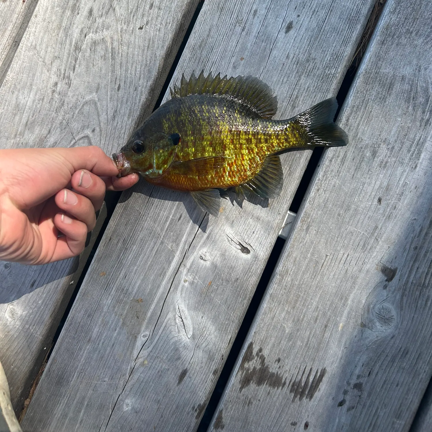 recently logged catches