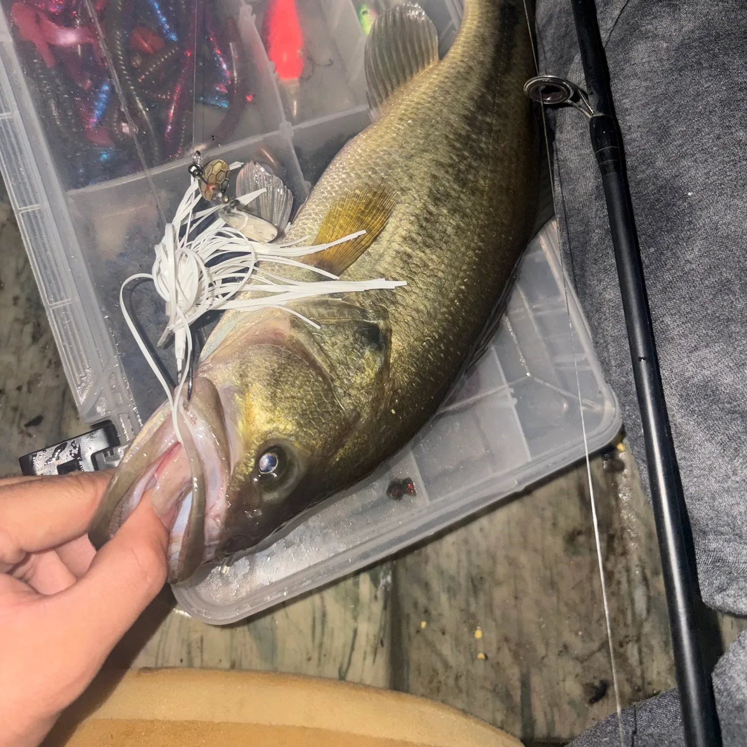 Largemouth bass caught on Fishbrain