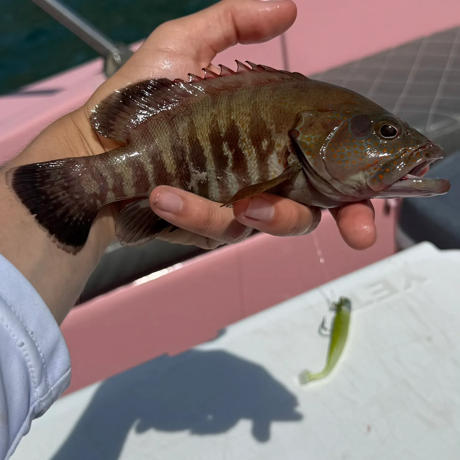 The most recent Pacific graysby grouper catches on Fishbrain
