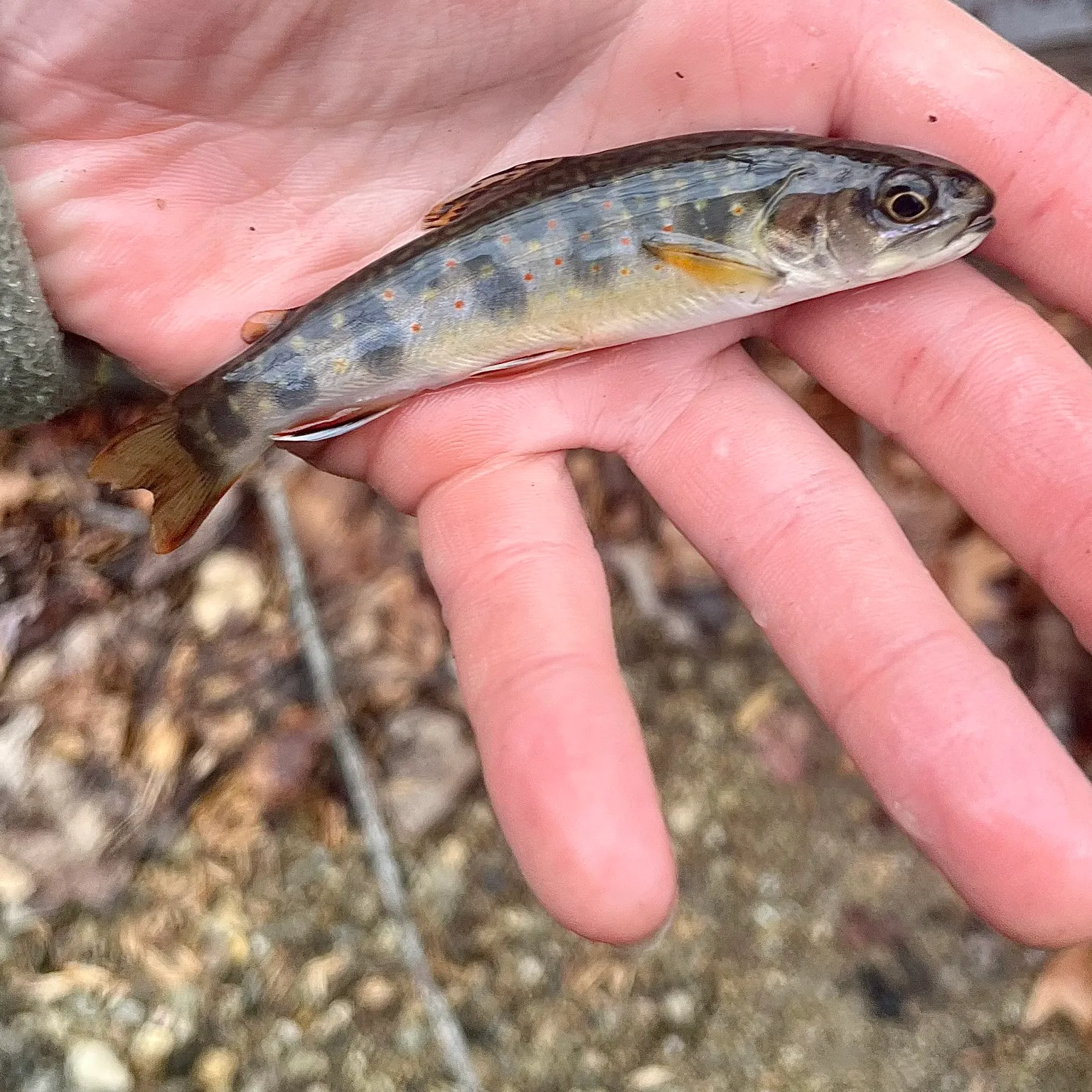 The most recent Brook trout catches on Fishbrain