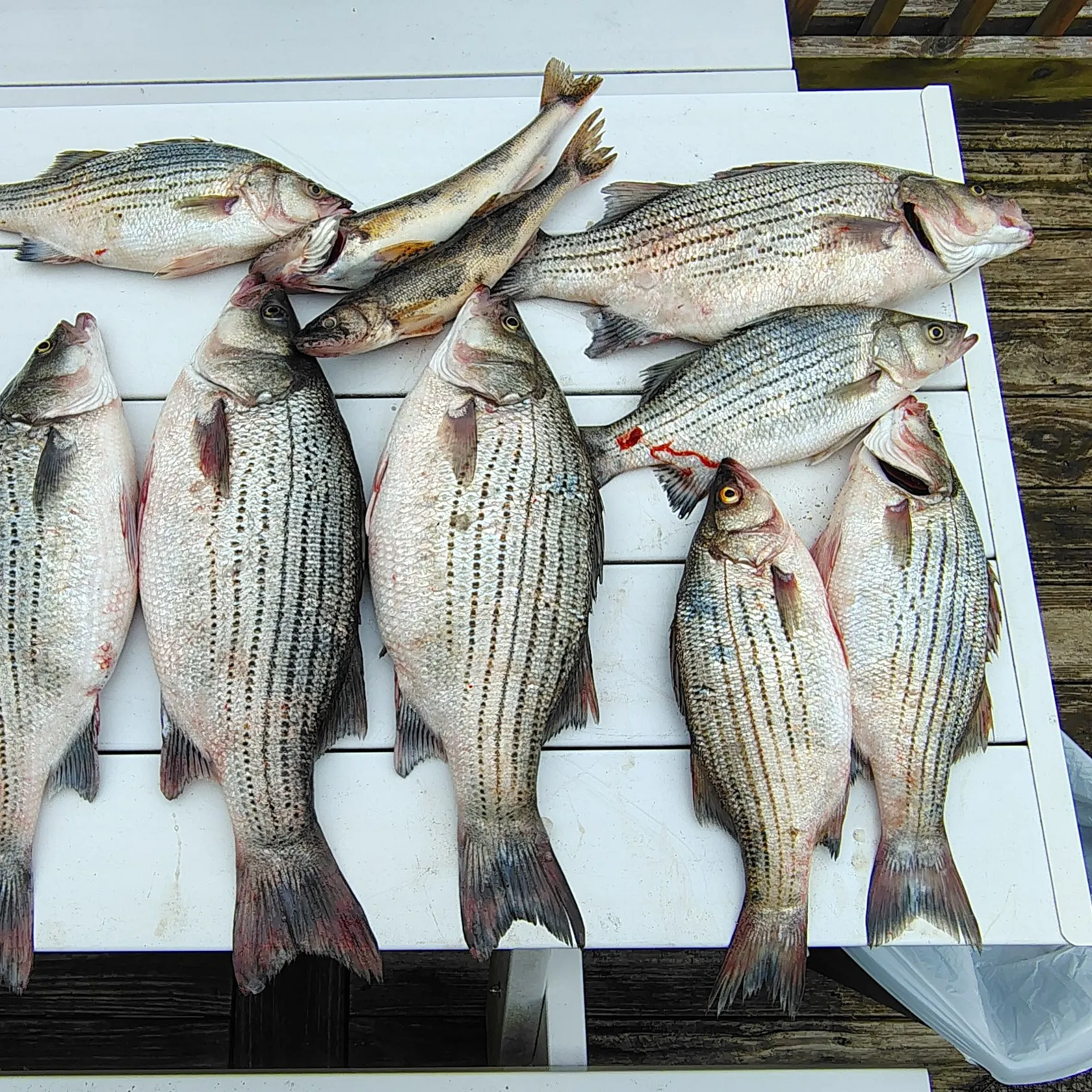 recently logged catches