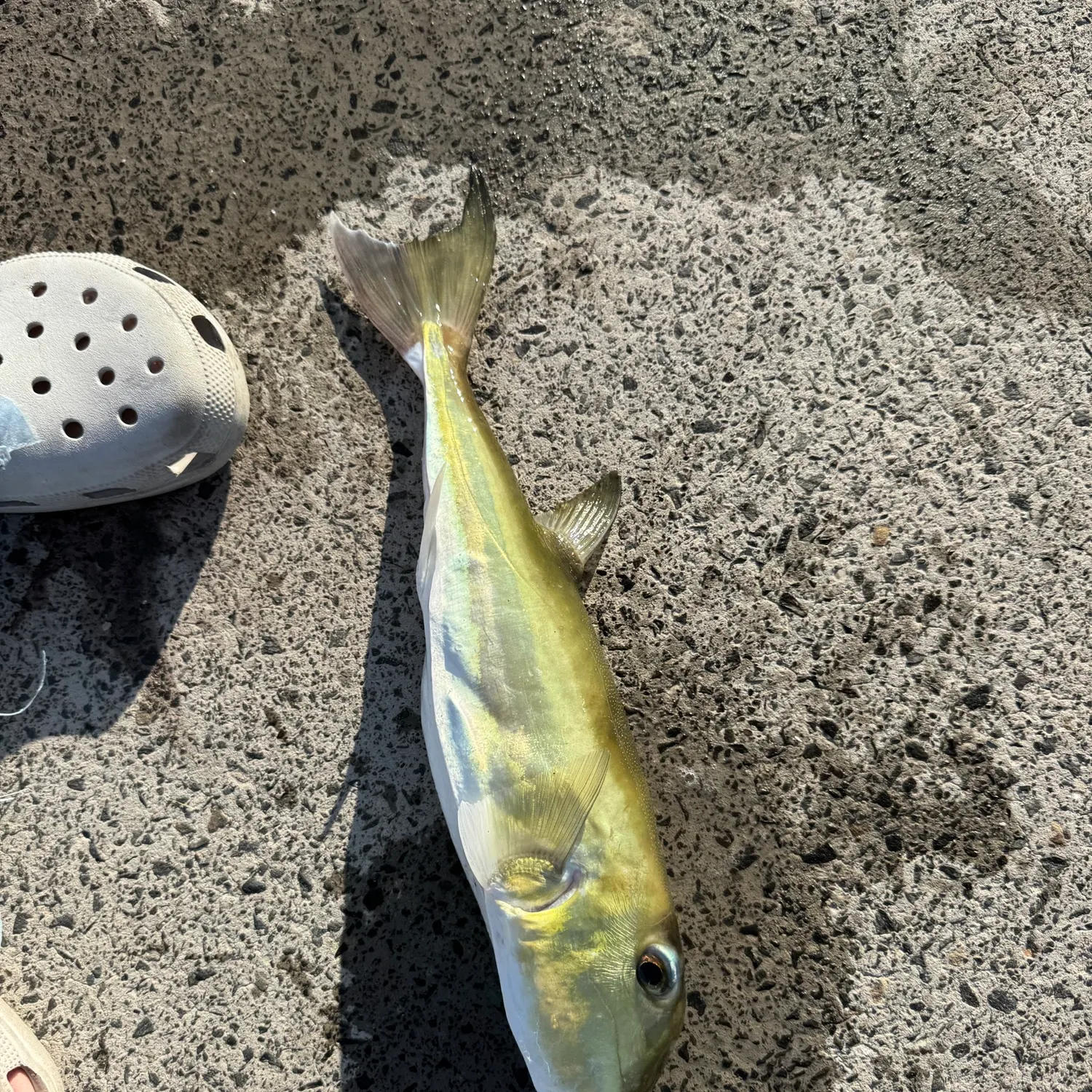 The most recent Half-smooth golden pufferfish catches on Fishbrain