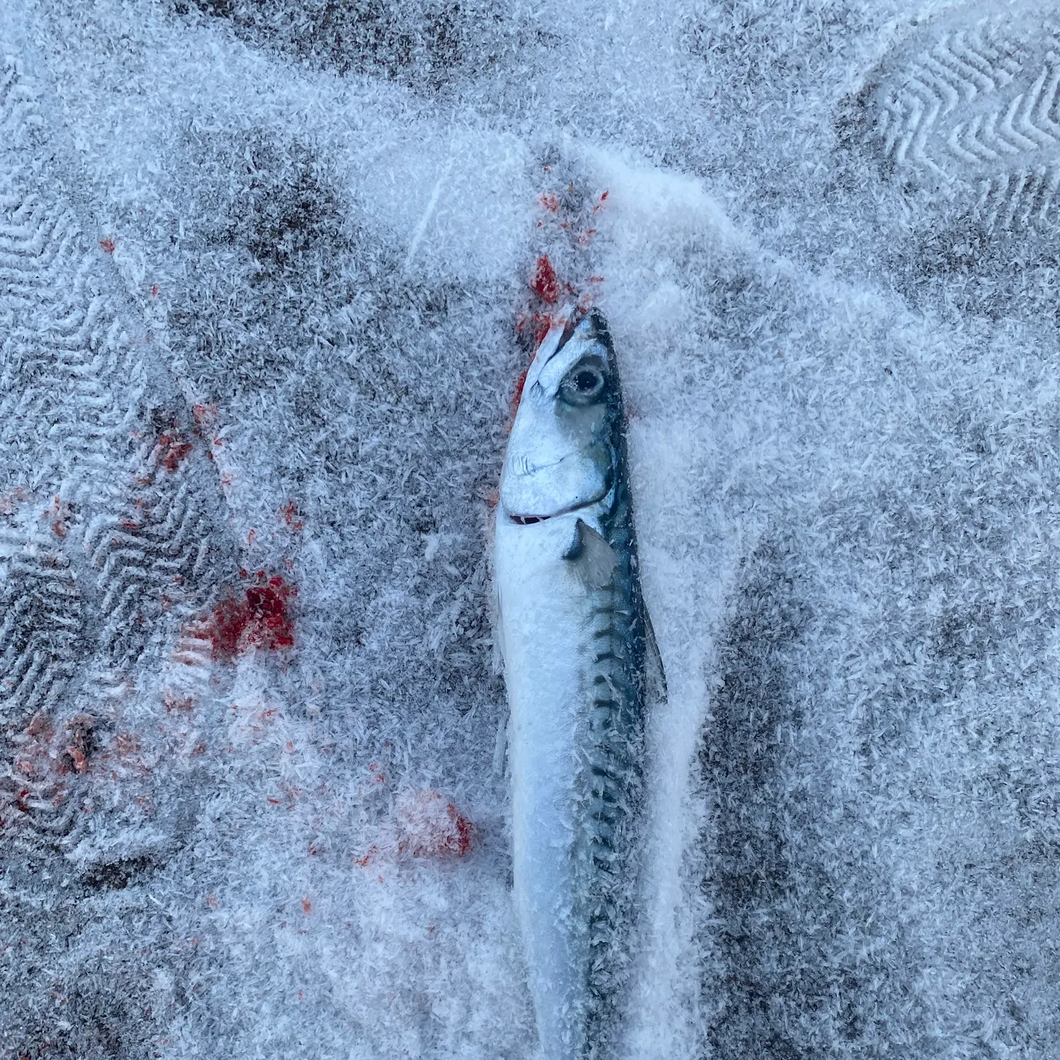 The most recent Atlantic mackerel catches on Fishbrain