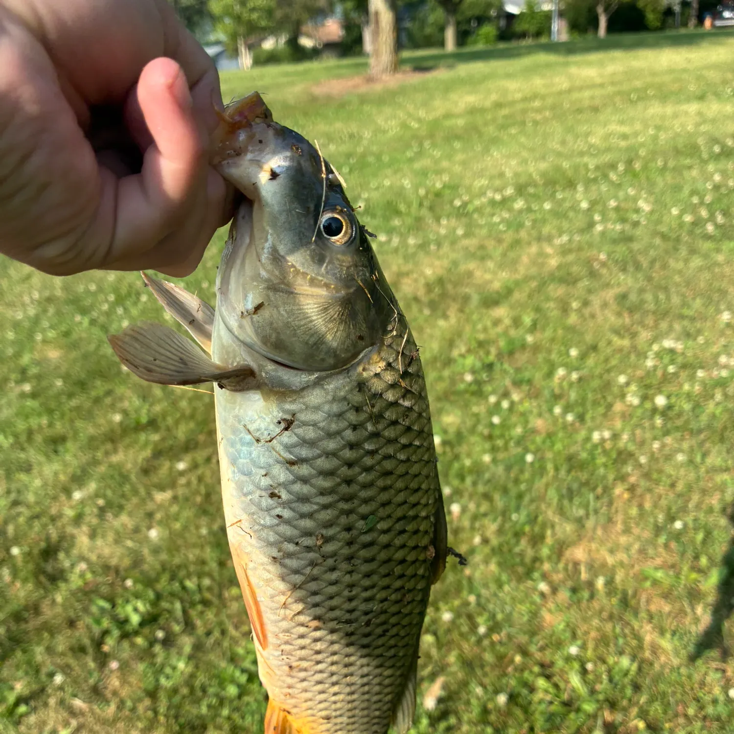 Common carp caught on Fishbrain