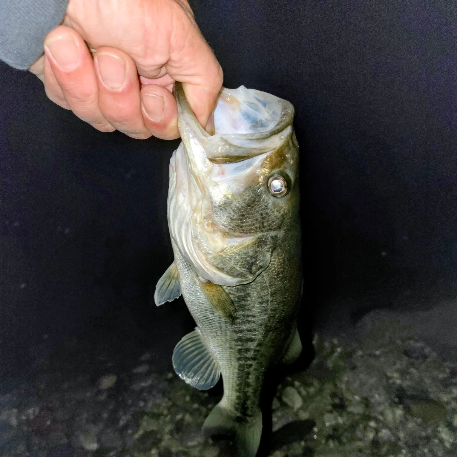 Largemouth bass caught on Fishbrain