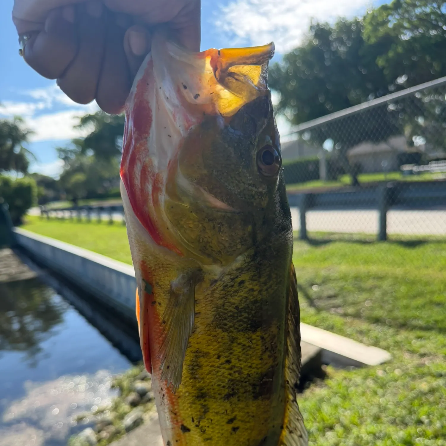 Butterfly peacock bass caught on Fishbrain