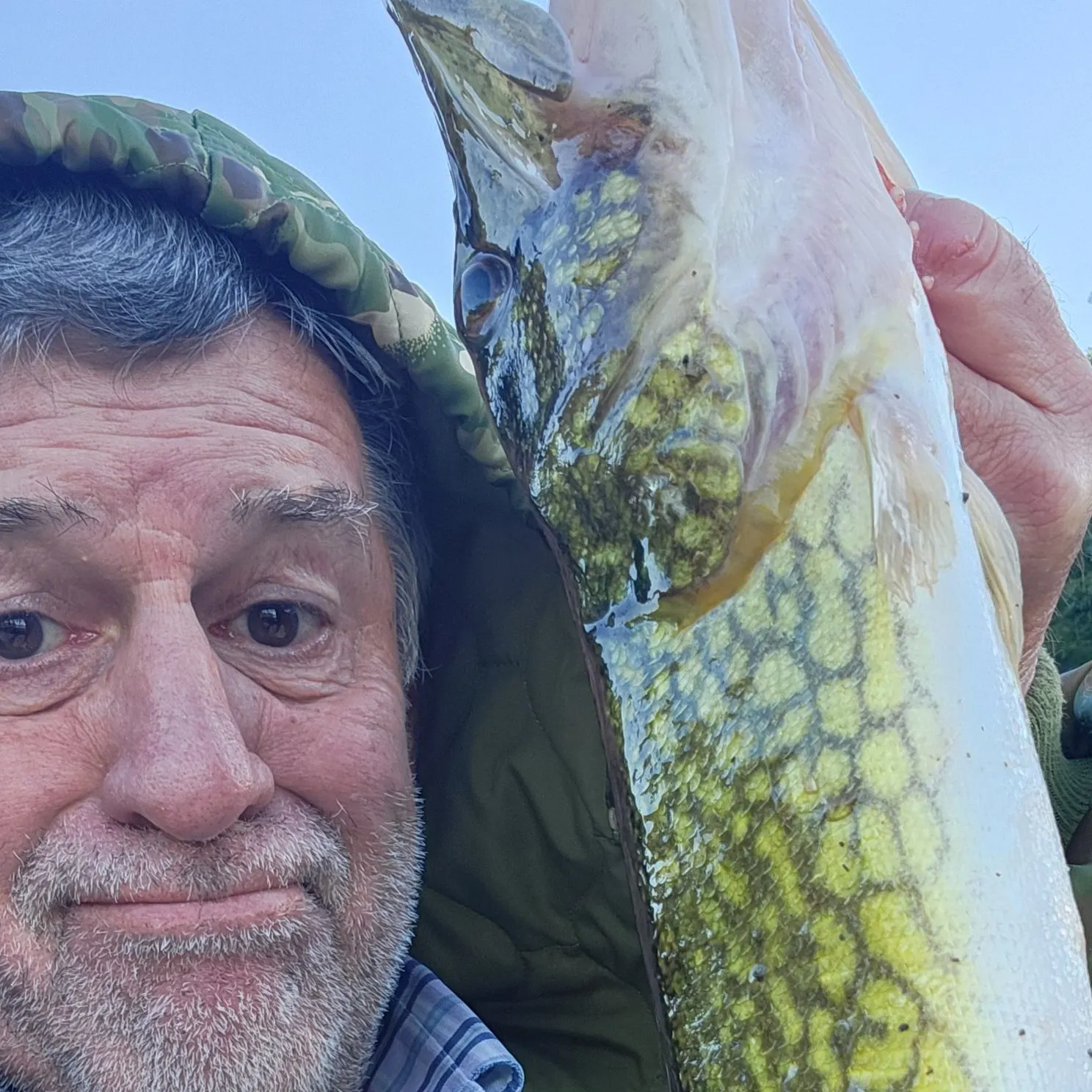 Chain pickerel caught on Fishbrain