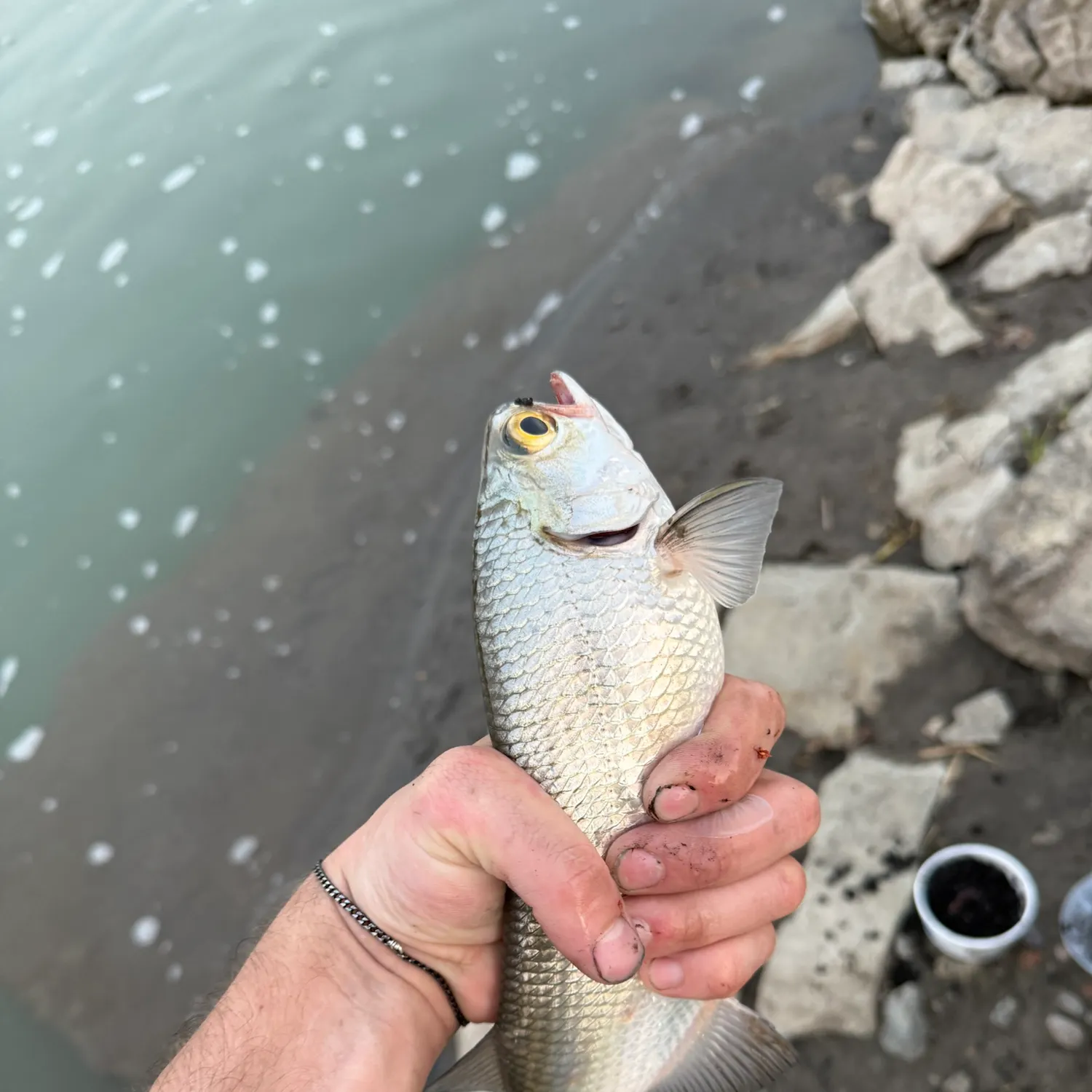 The most recent Goldeye catches on Fishbrain