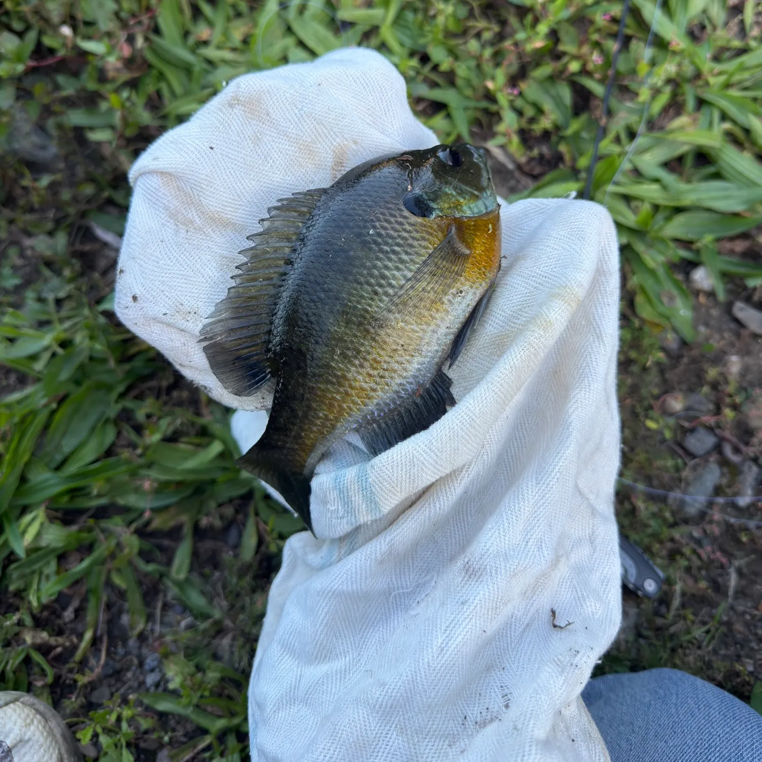 Bluegill caught on Fishbrain