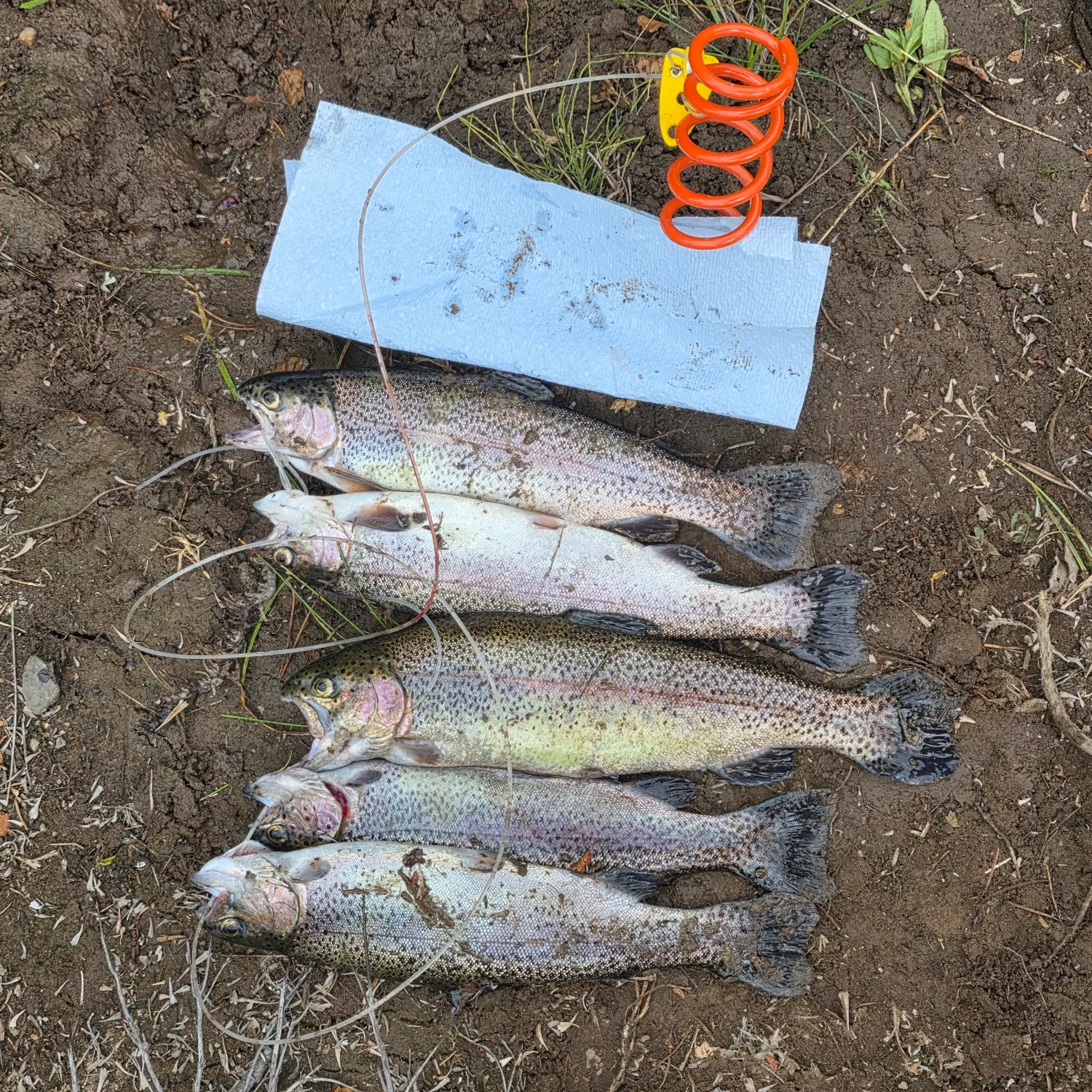 Rainbow trout caught on Fishbrain