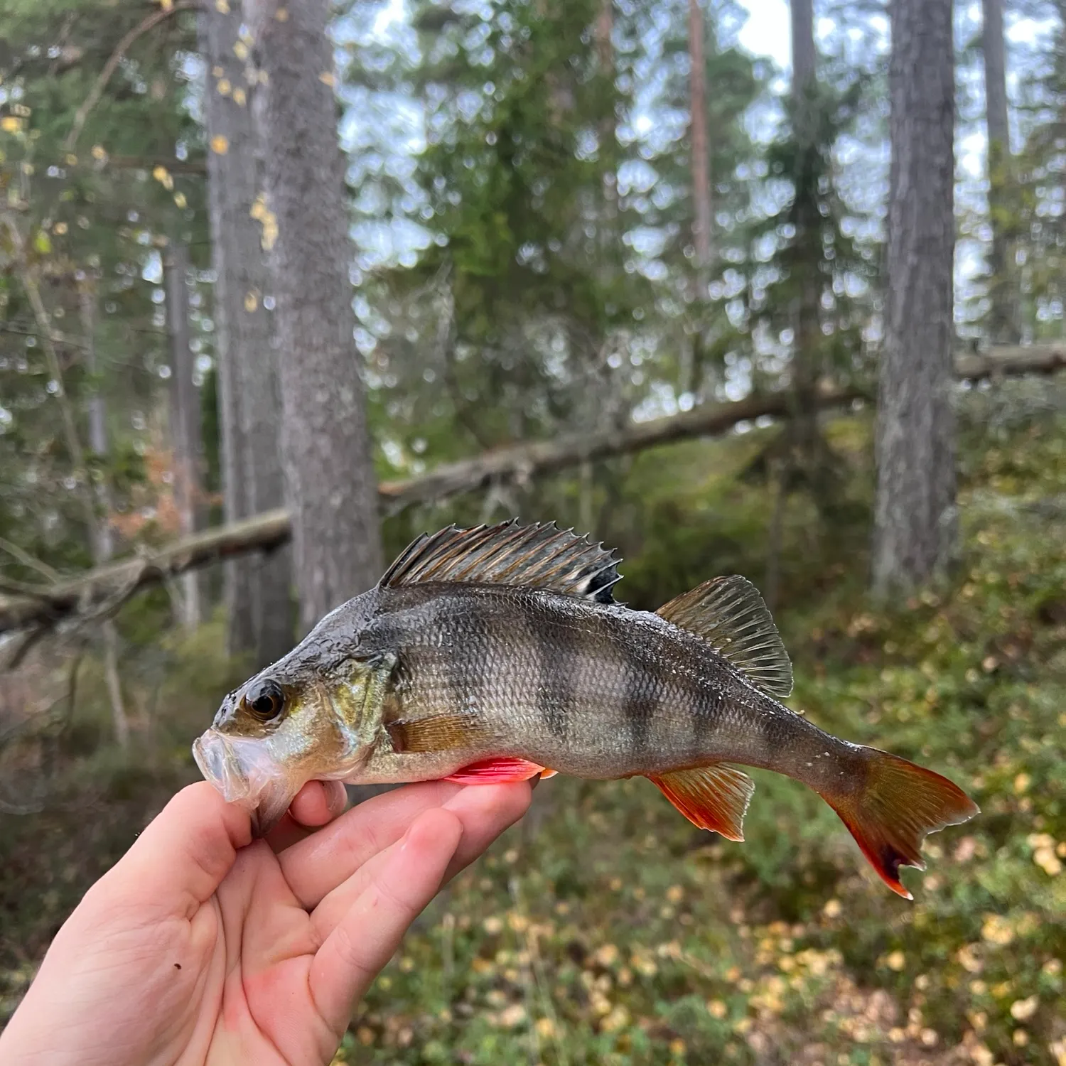 European perch caught on Fishbrain