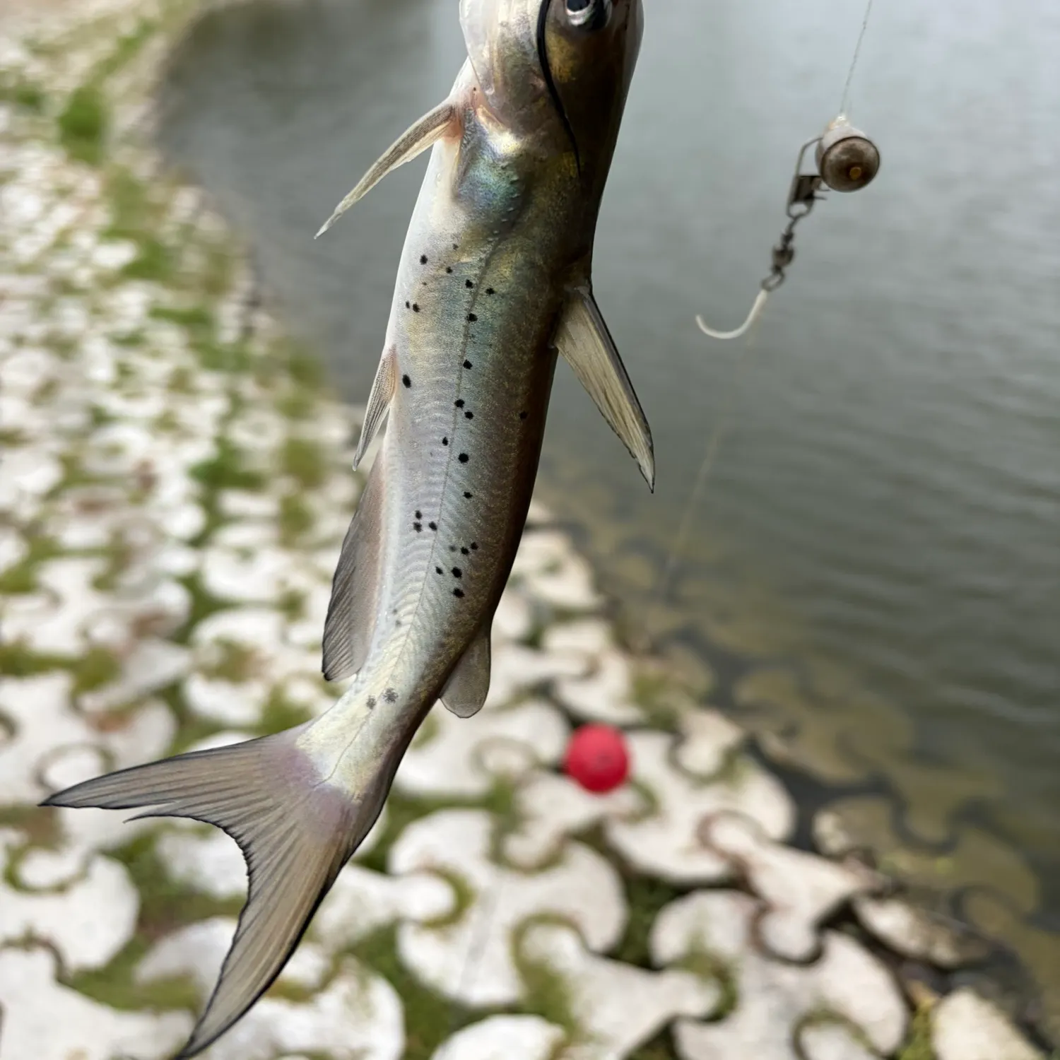 Channel catfish caught on Fishbrain