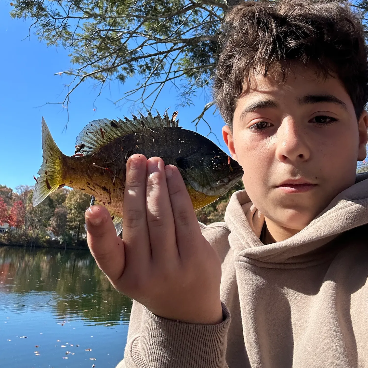 Bluegill caught on Fishbrain