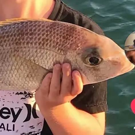 The most recent Australasian snapper catches on Fishbrain