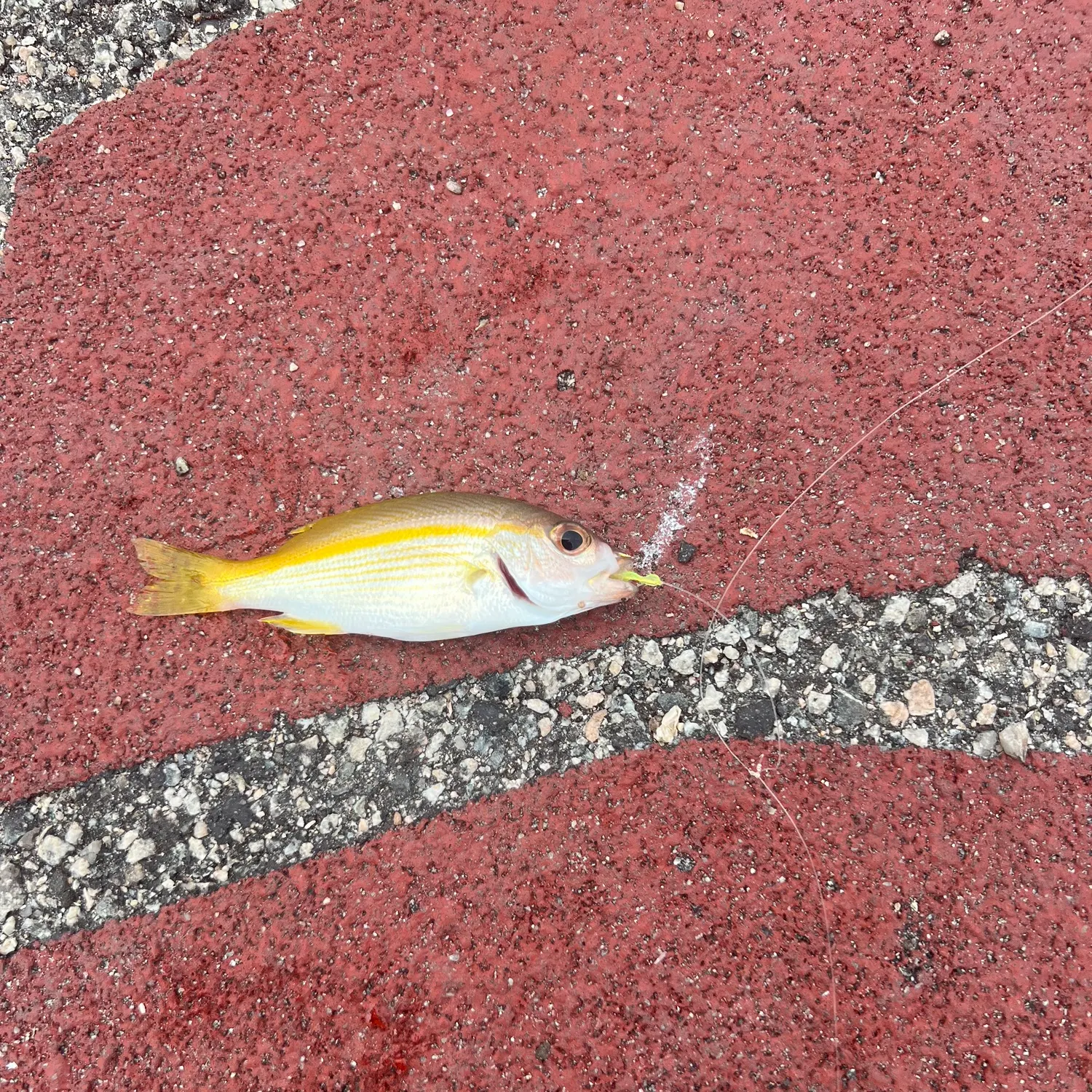 The most recent Bigeye snapper catches on Fishbrain