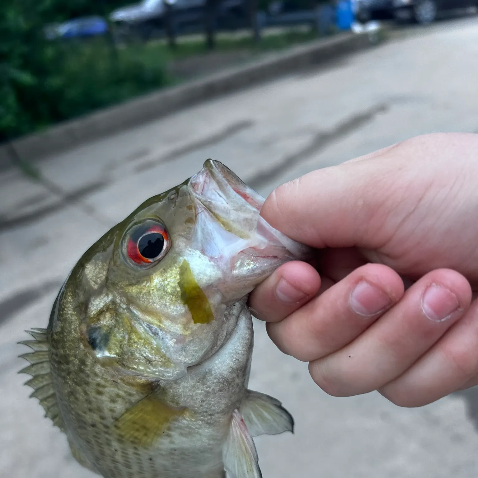catch