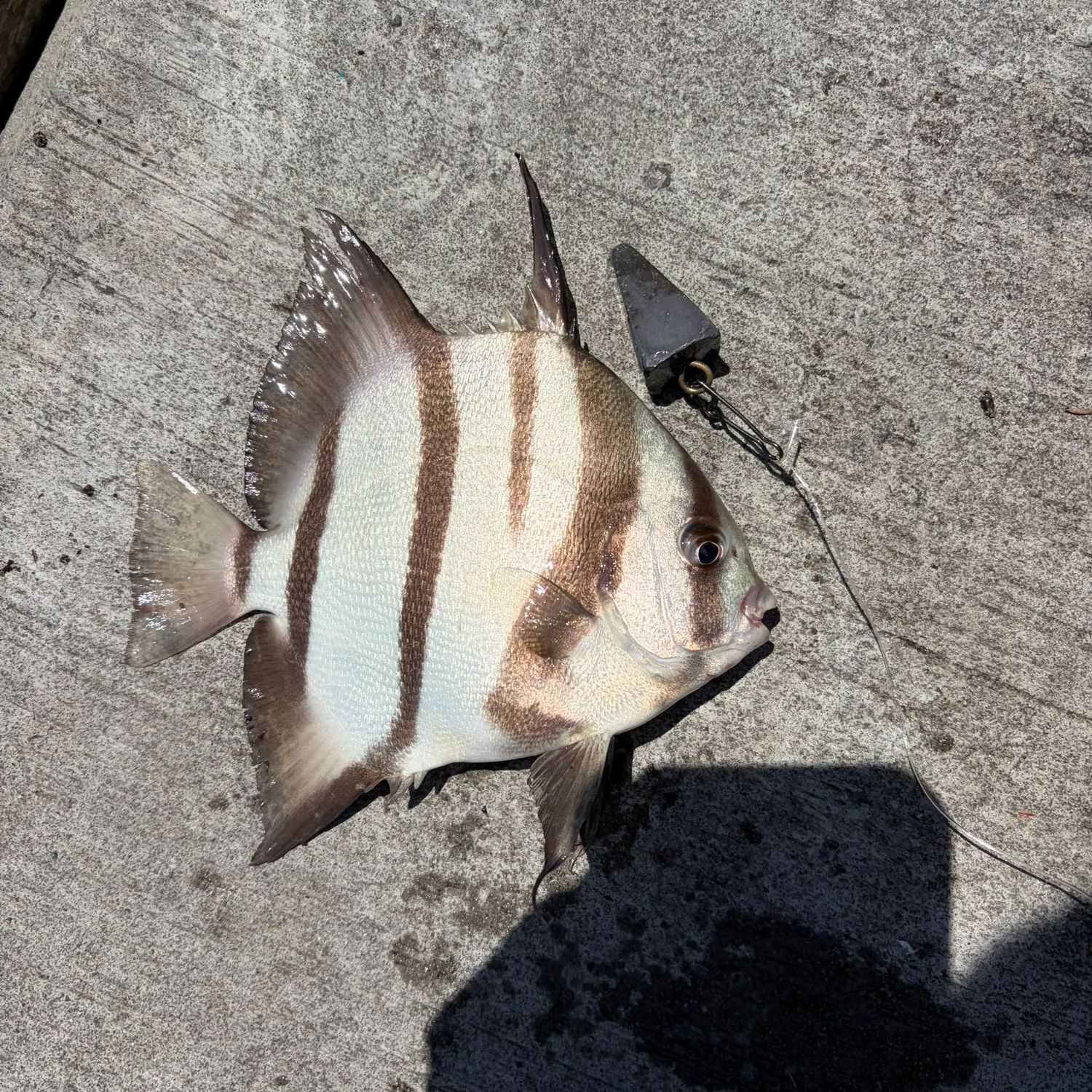 The most recent Atlantic spadefish catches on Fishbrain