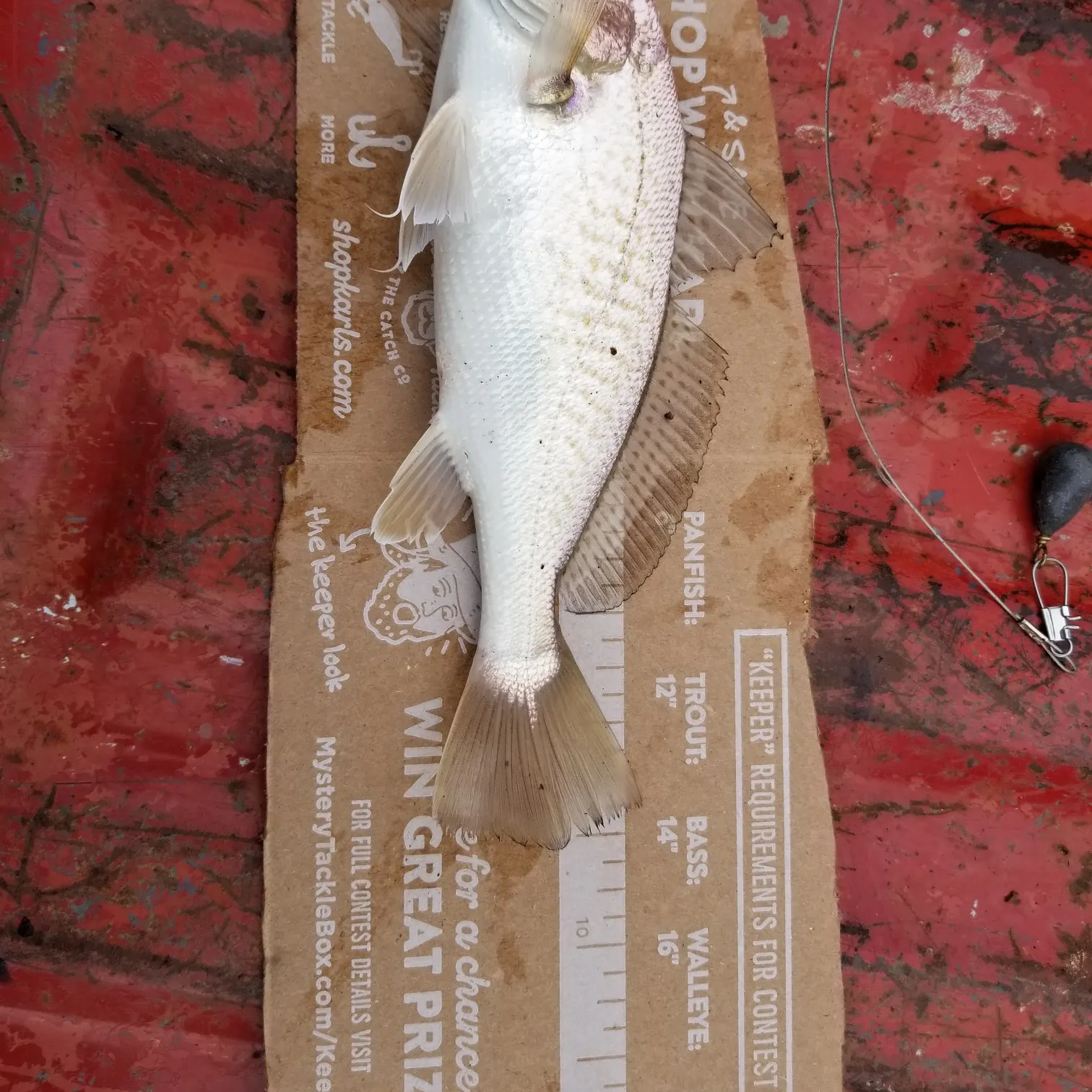 recently logged catches