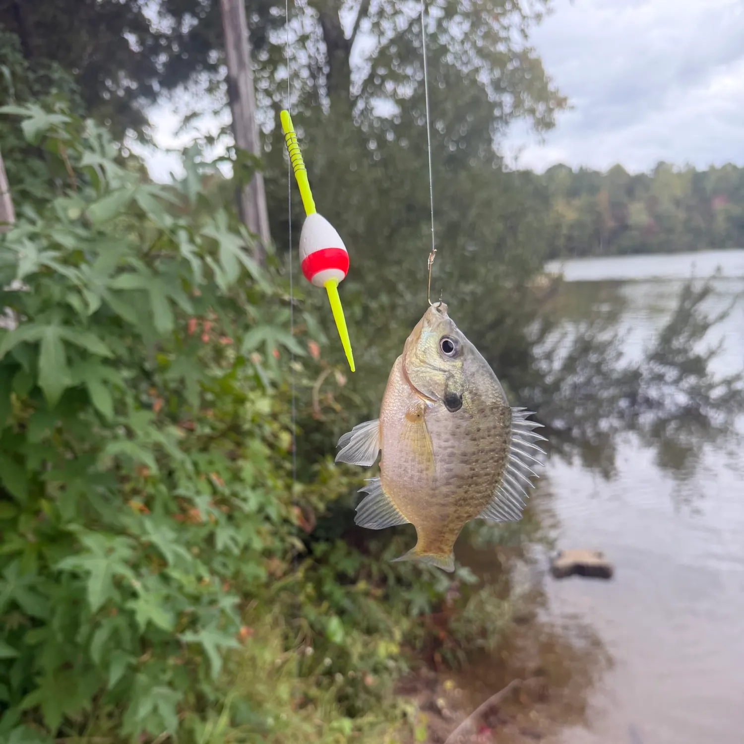 Bluegill caught on Fishbrain