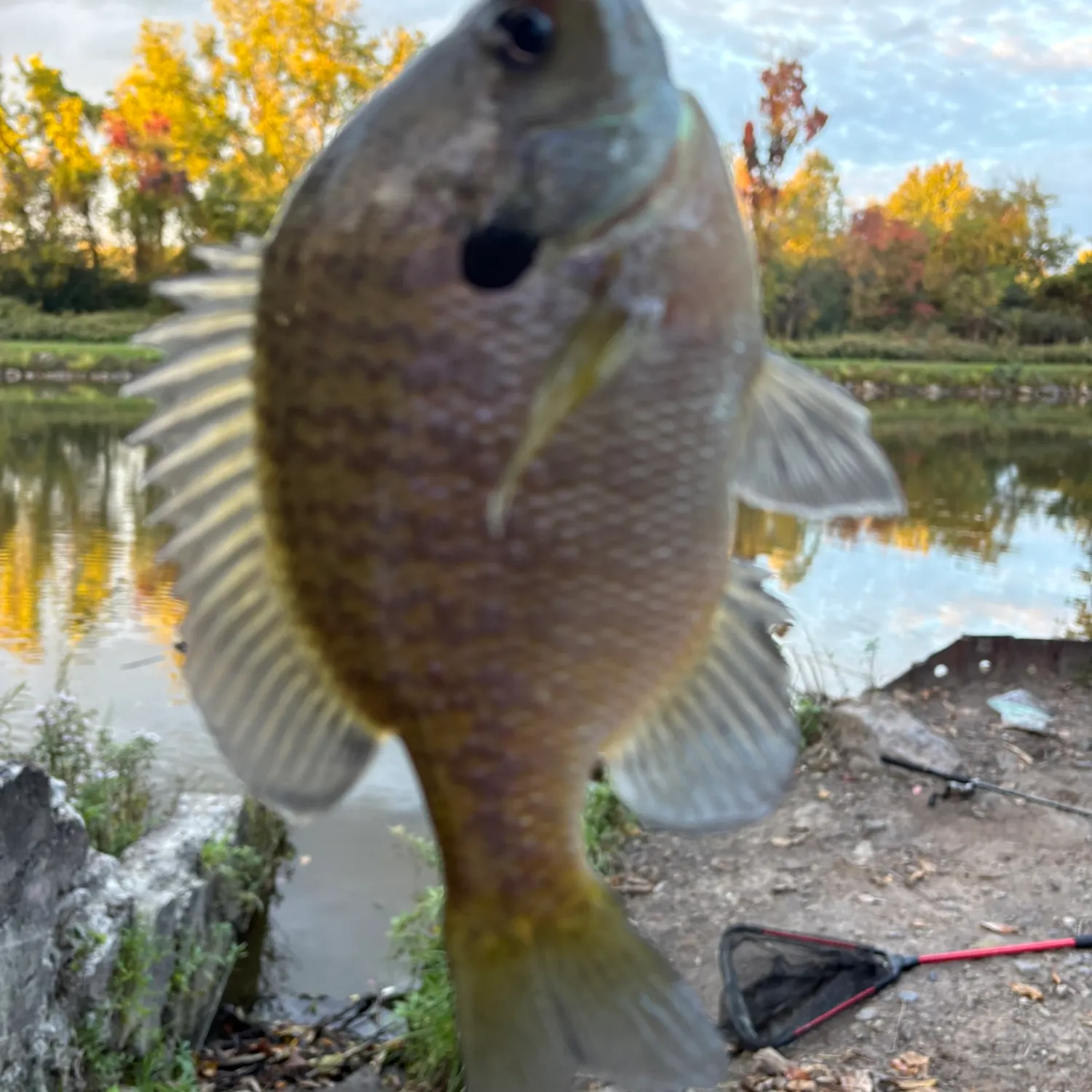 Bluegill caught on Fishbrain