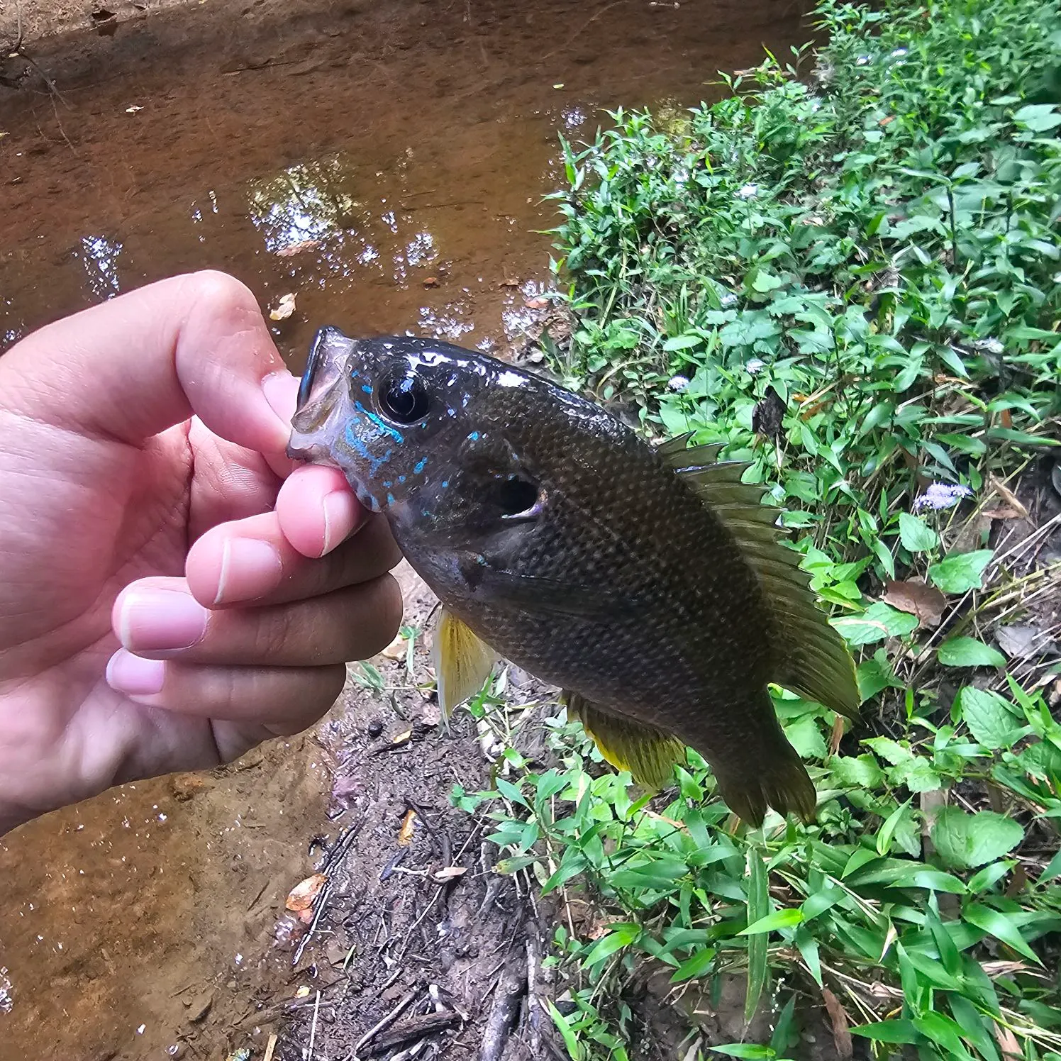 Green sunfish caught on Fishbrain