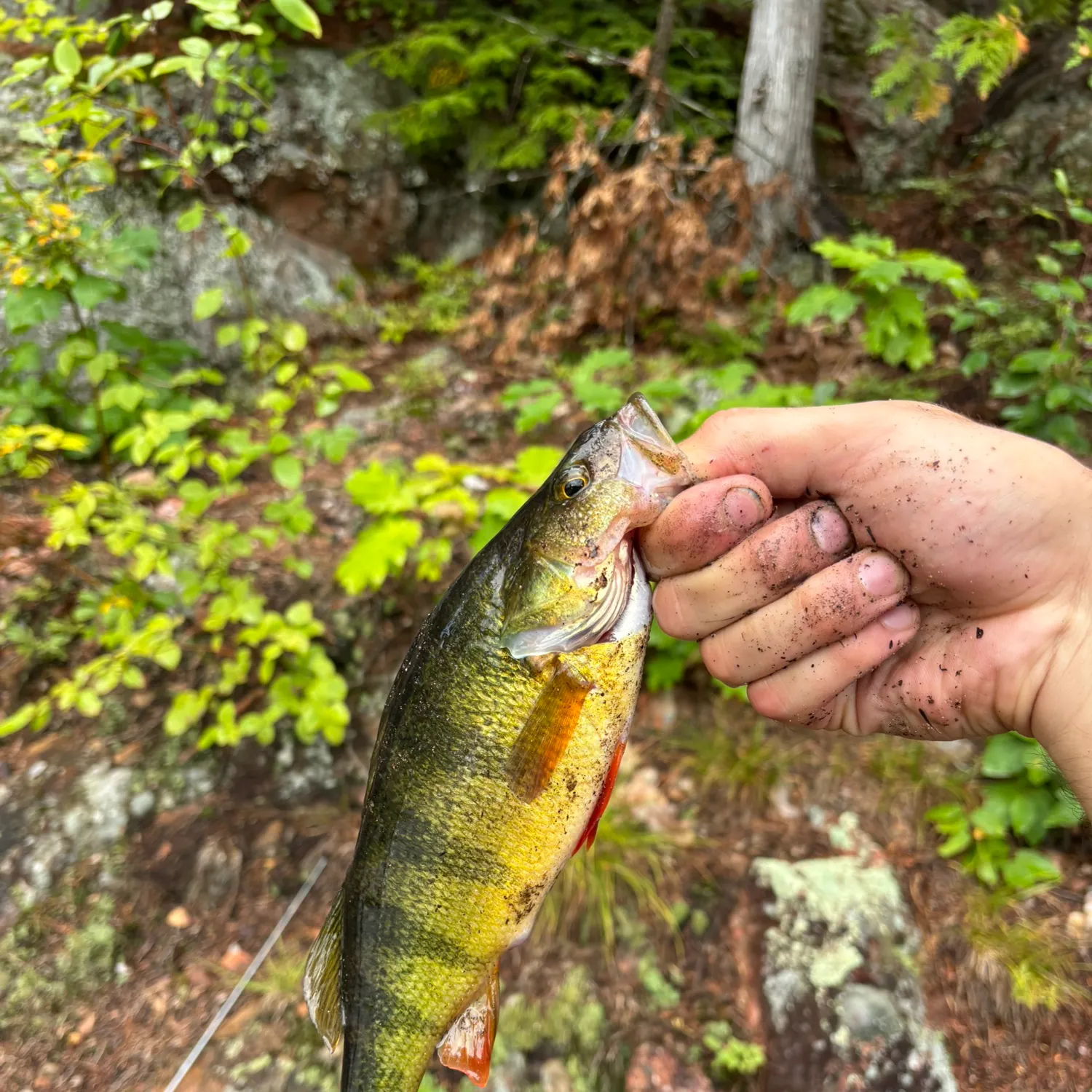 Yellow perch caught on Fishbrain