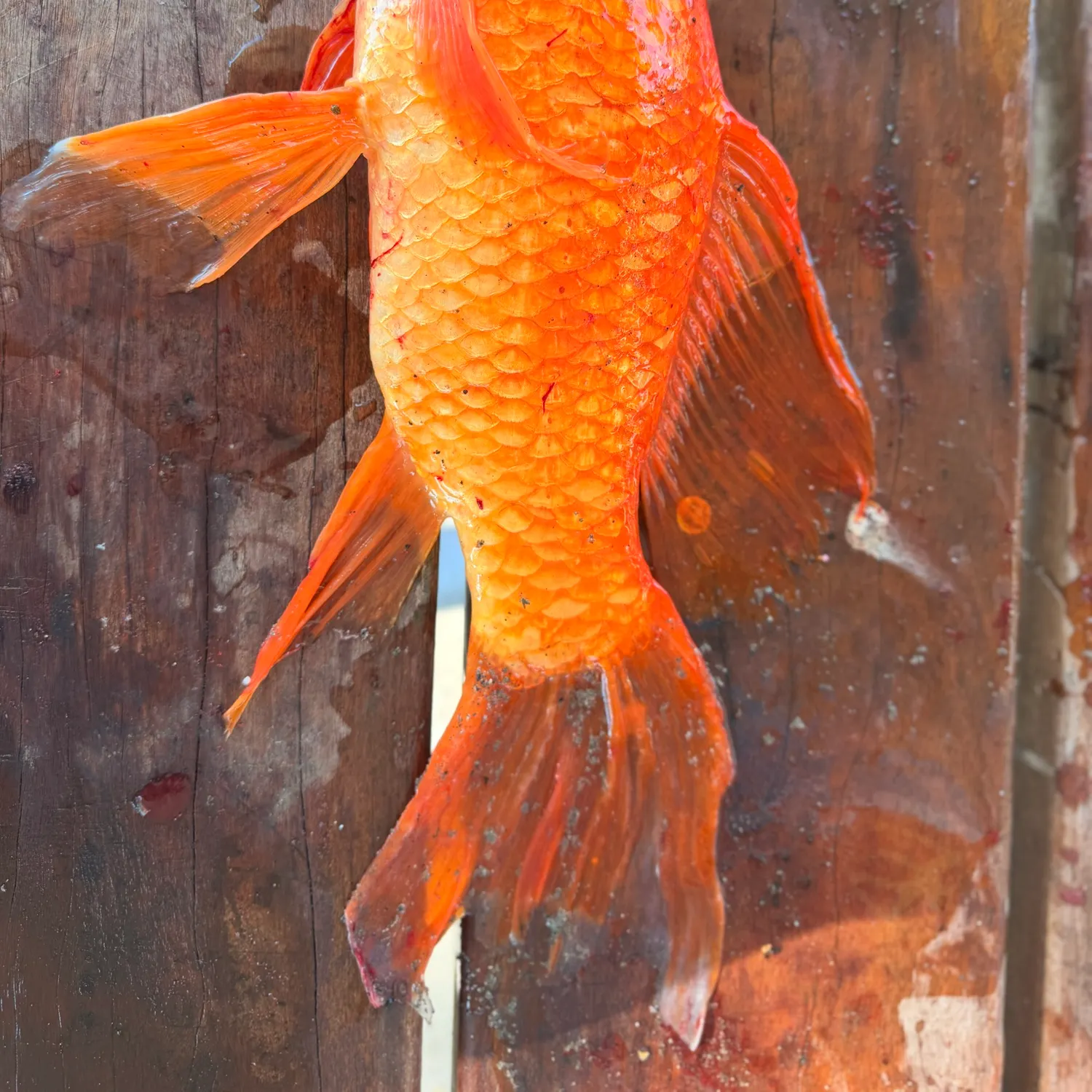Goldfish caught on Fishbrain