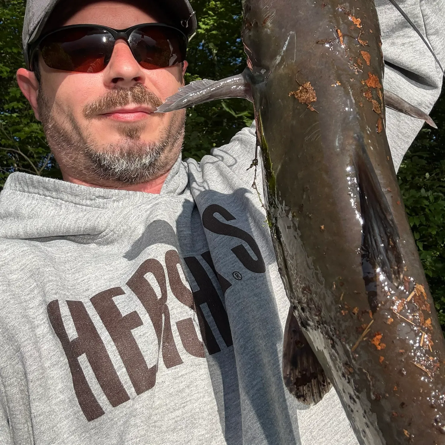 Channel catfish caught on Fishbrain