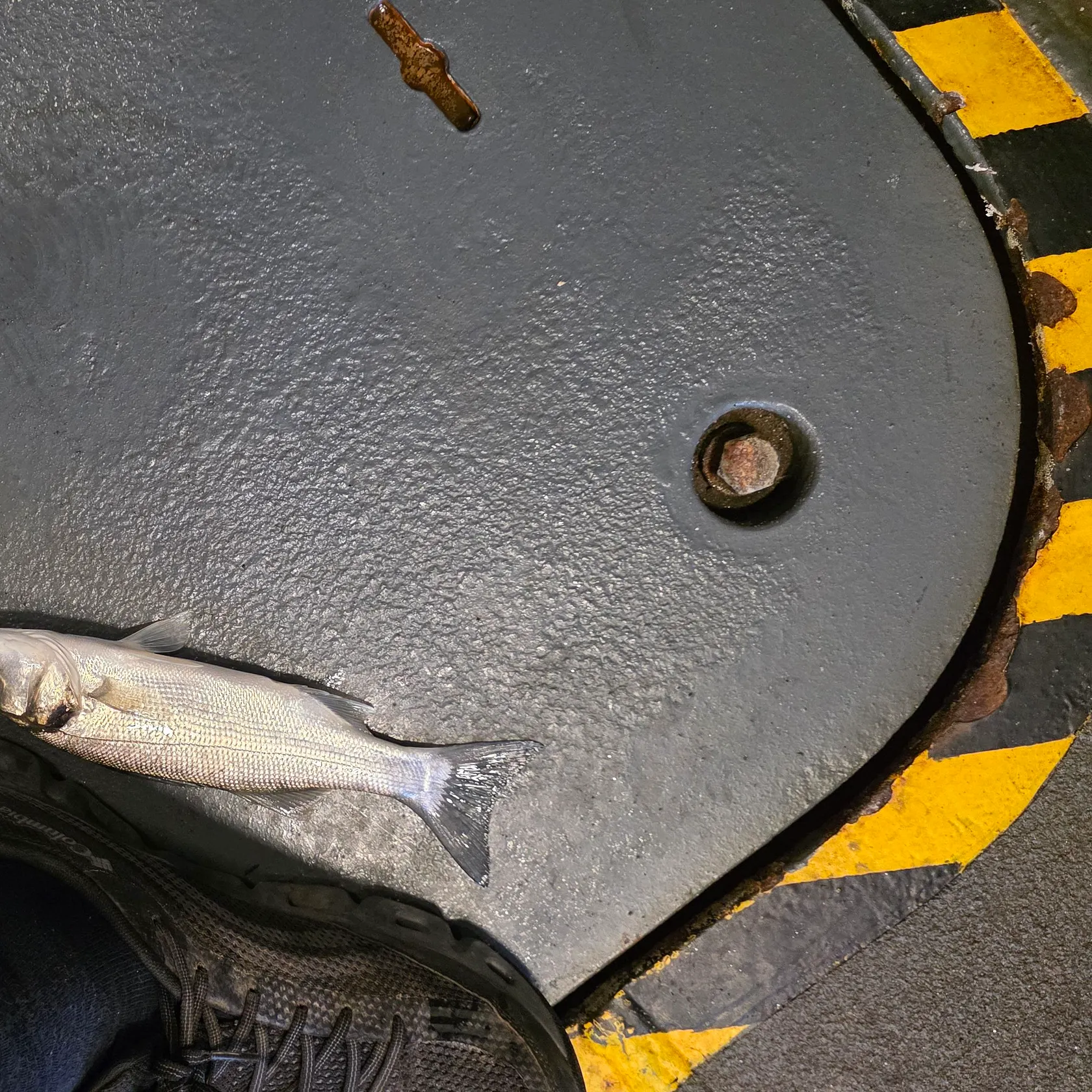 The most recent European seabass catches on Fishbrain