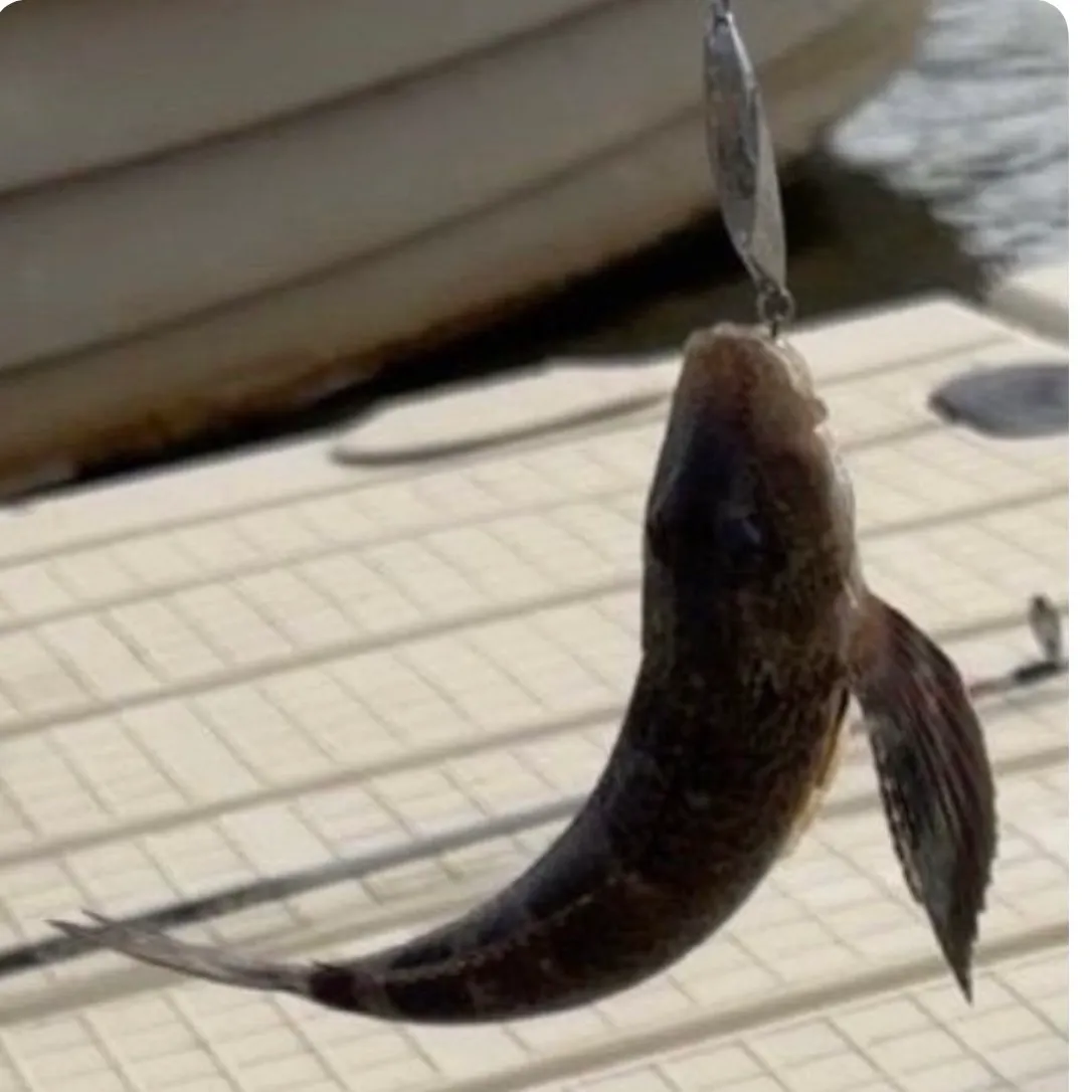 The most recent Blackwing searobin catches on Fishbrain