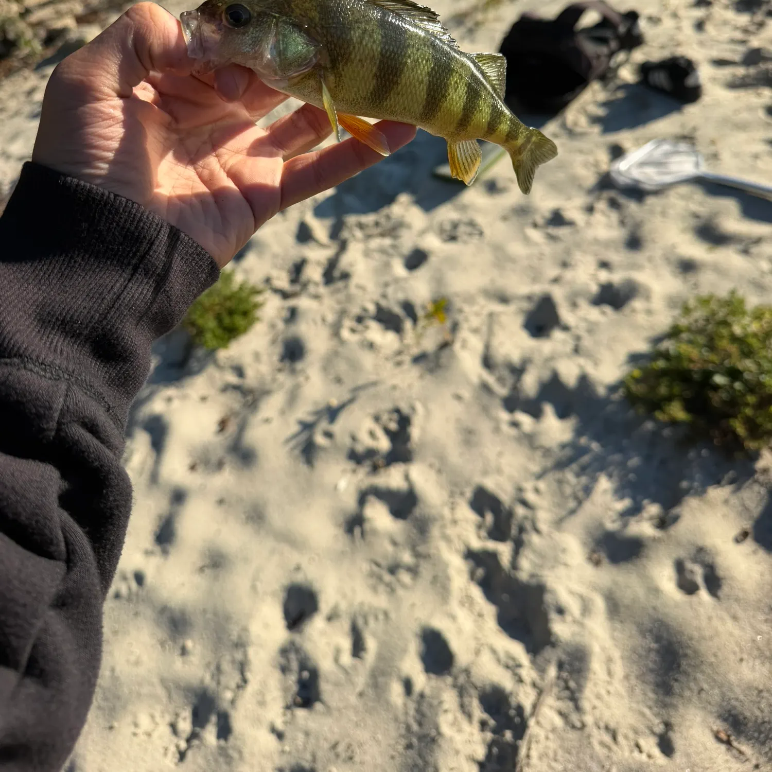 Yellow perch caught on Fishbrain