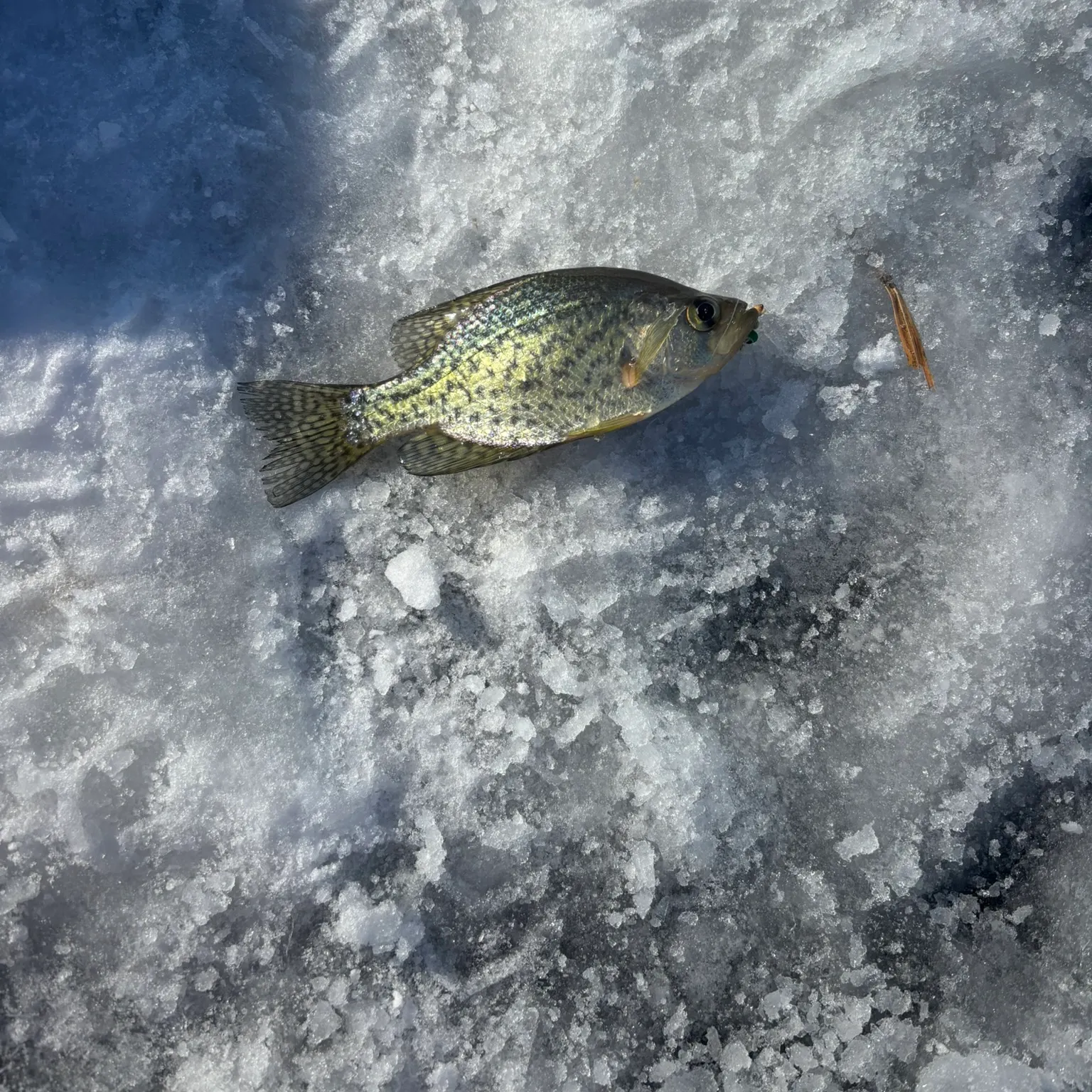 The most recent Black crappie catches on Fishbrain