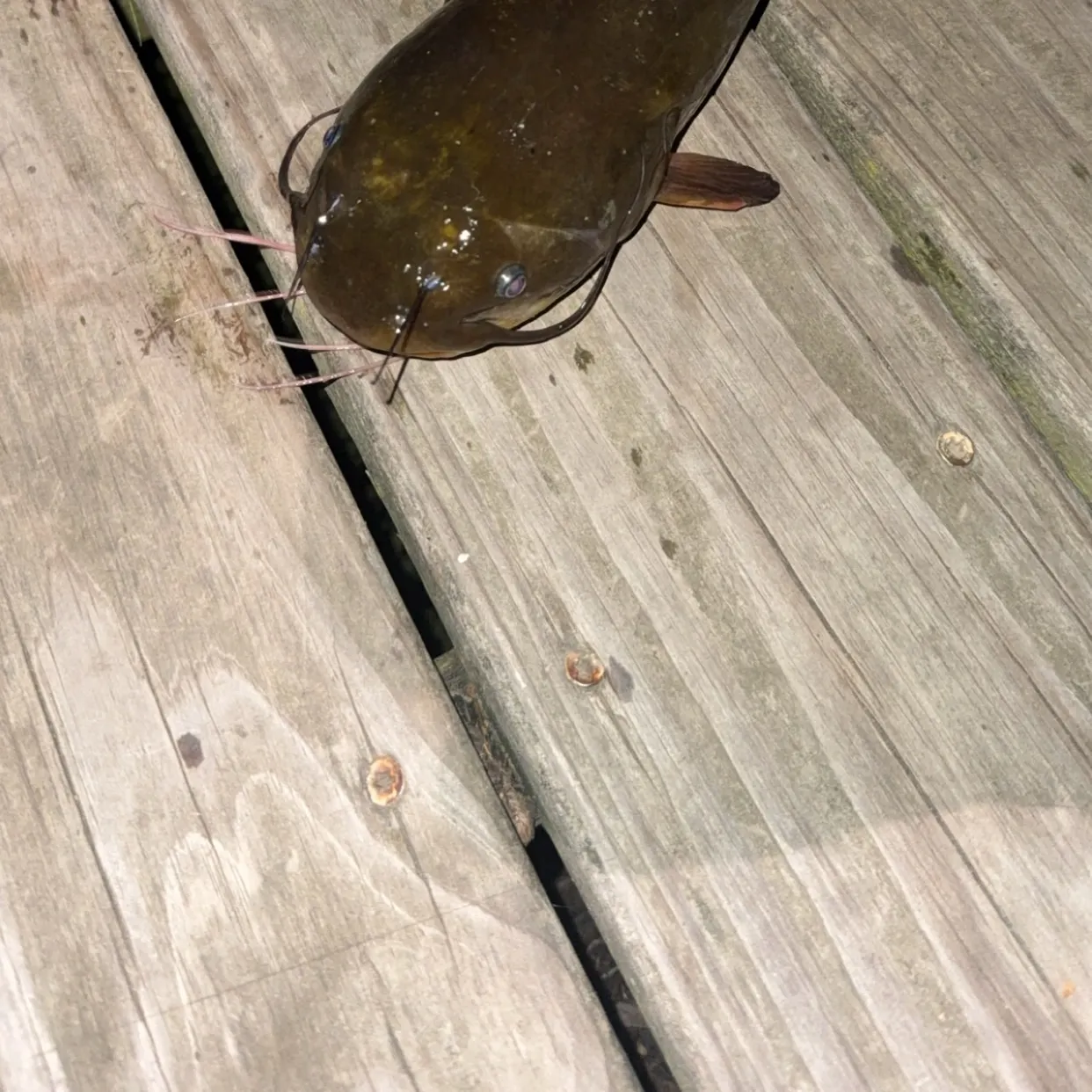 Brown bullhead caught on Fishbrain
