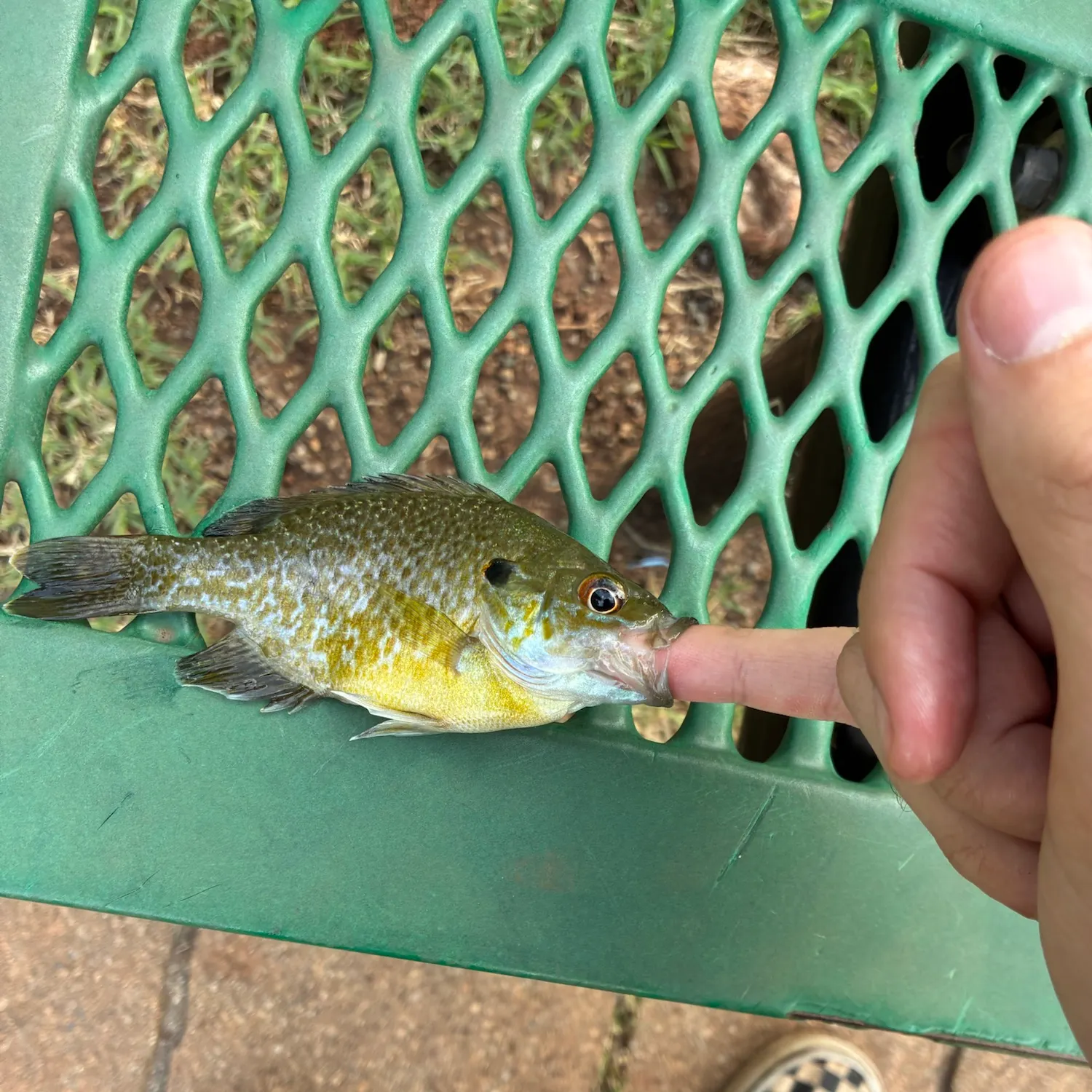 Greengill hybrid caught on Fishbrain