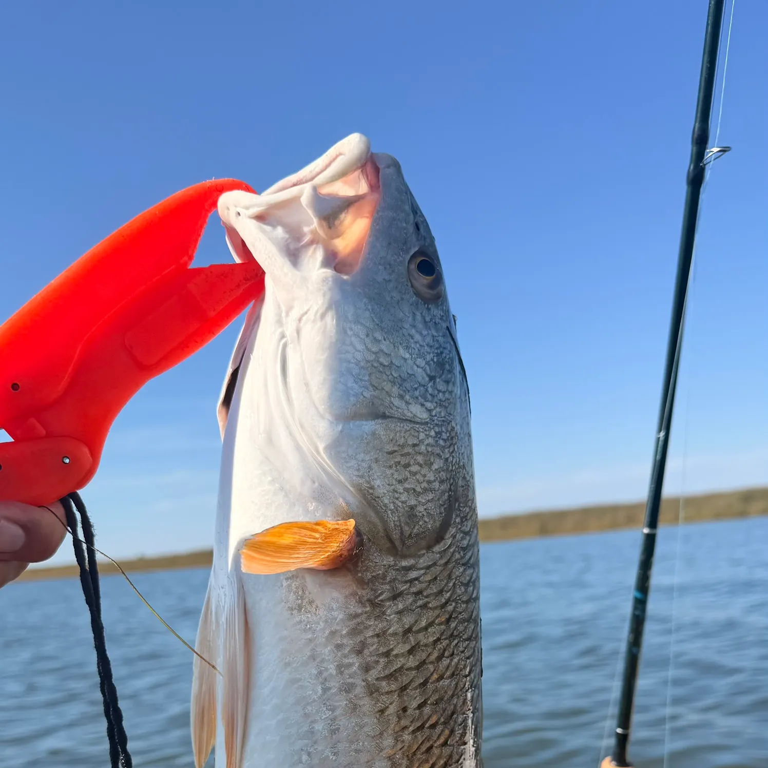 Red drum caught on Fishbrain