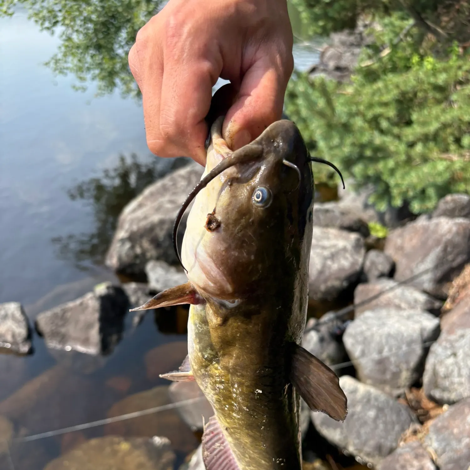 Channel catfish caught on Fishbrain