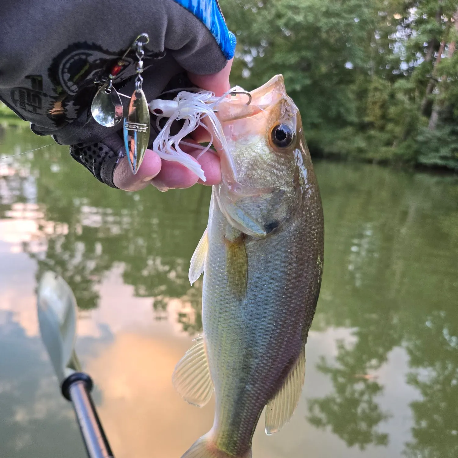 Largemouth bass caught on Fishbrain