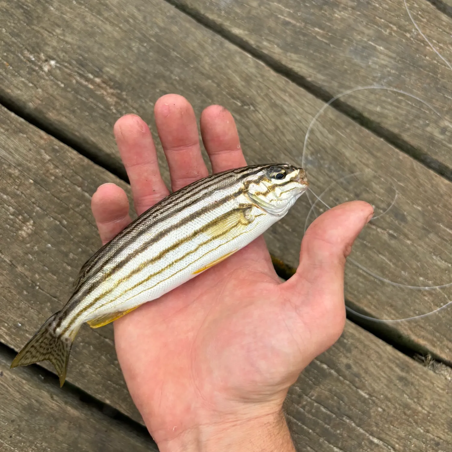 most liked catch image