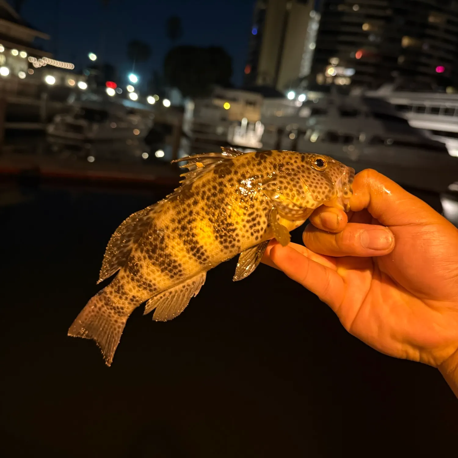 catch