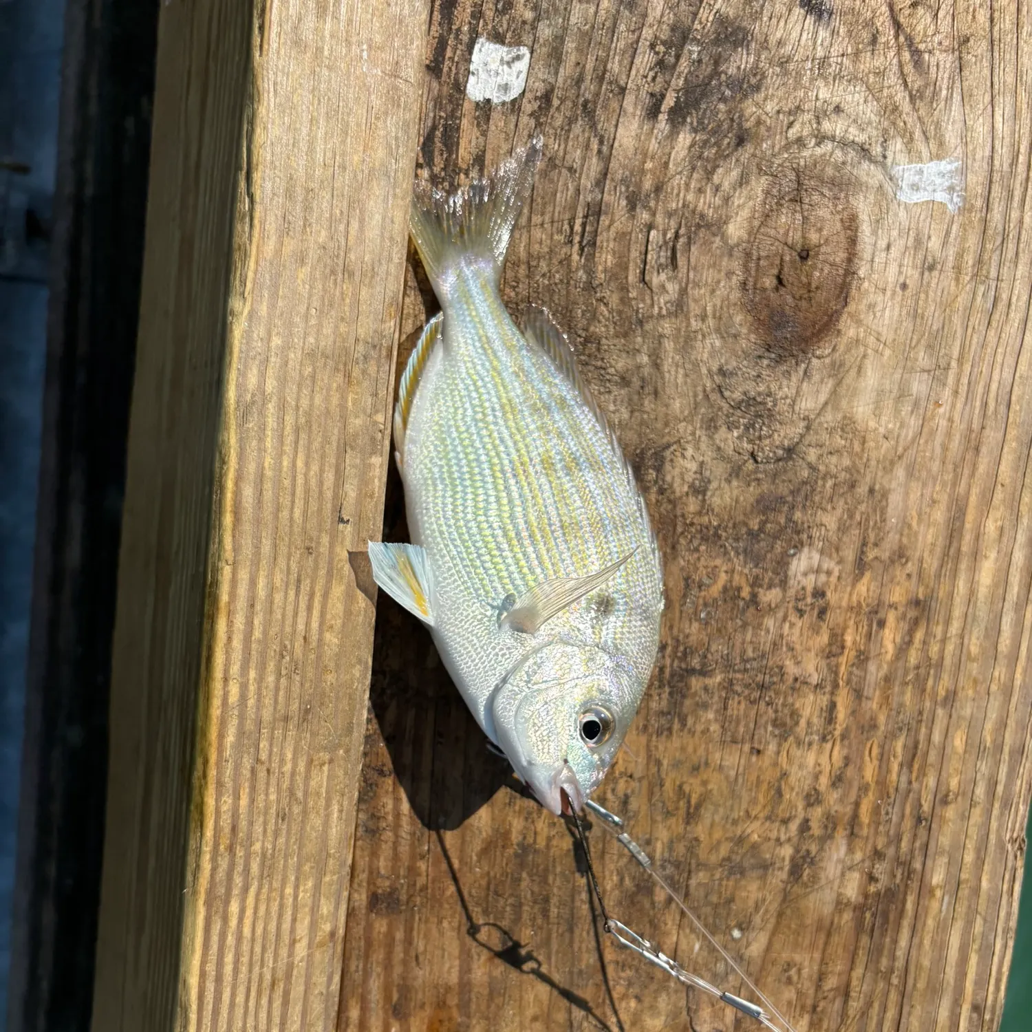 Pinfish caught on Fishbrain