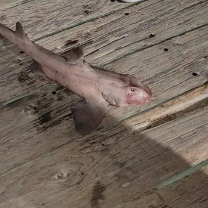 The most recent Horn shark catches on Fishbrain