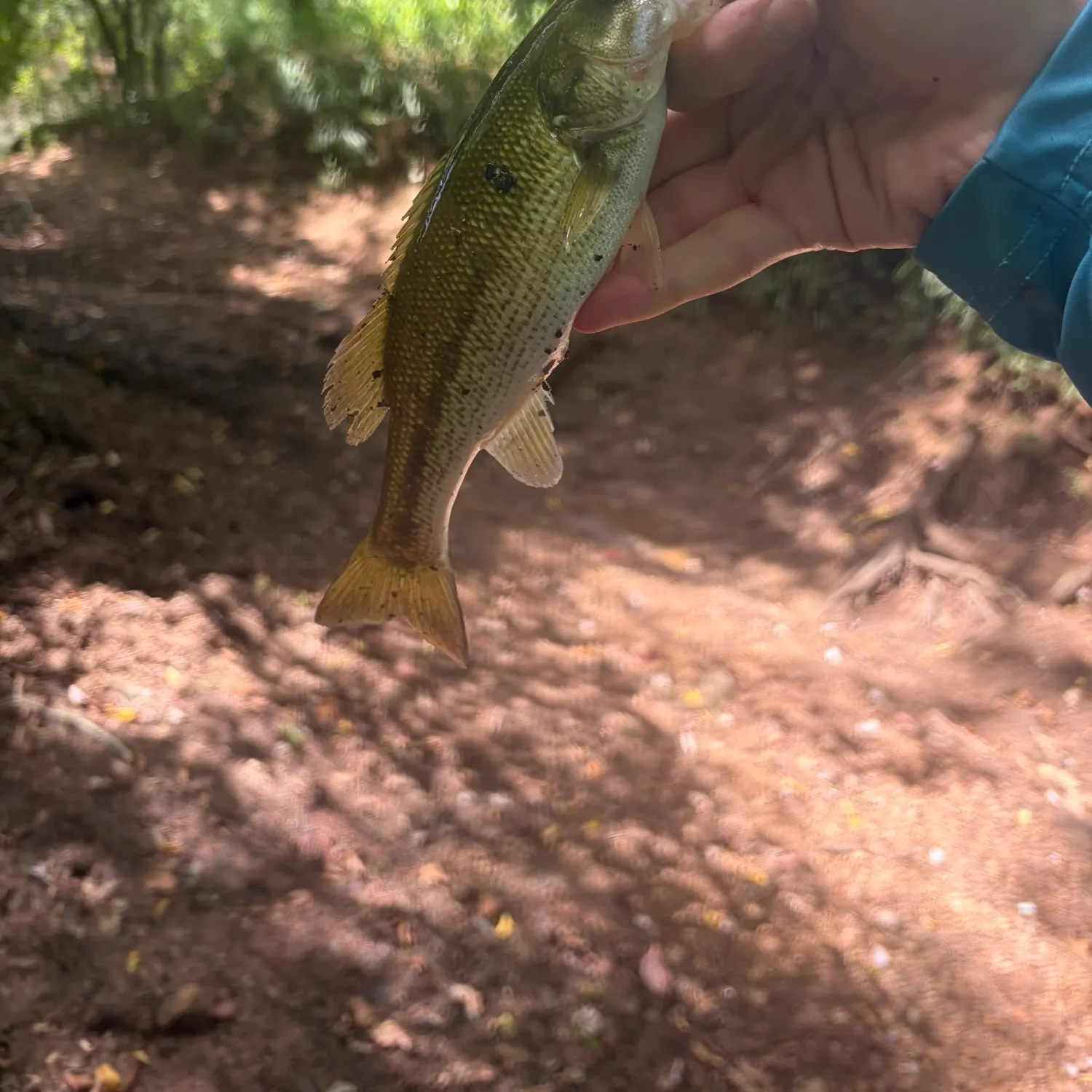 The most recent Alabama bass catches on Fishbrain