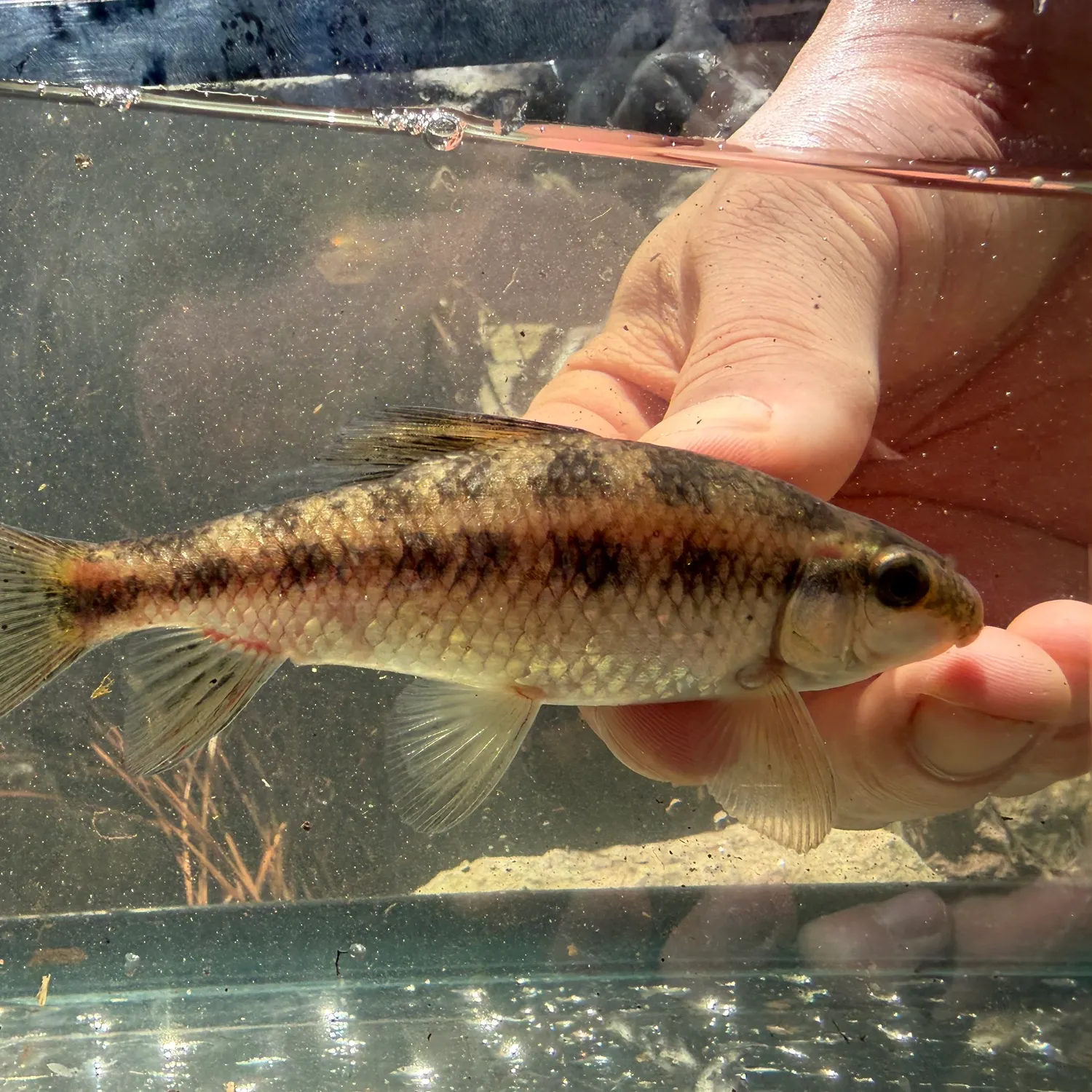 The most recent Lake chubsucker catches on Fishbrain