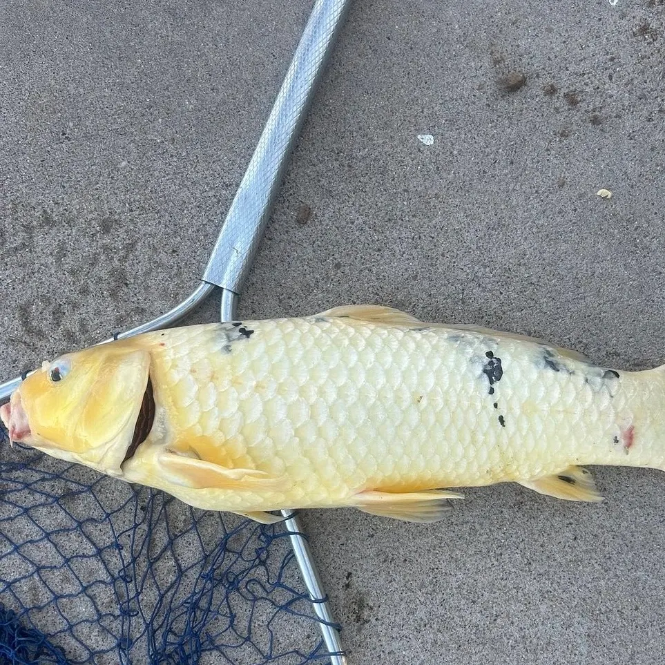 The most recent Koi carp catches on Fishbrain