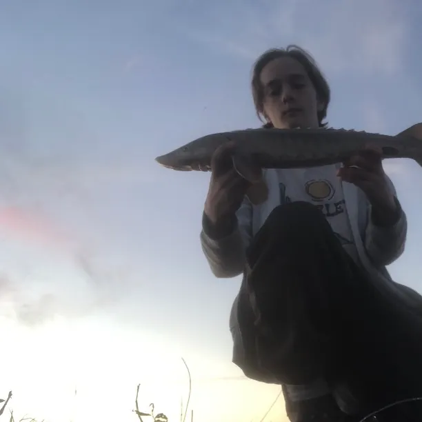 Lake sturgeon caught on Fishbrain