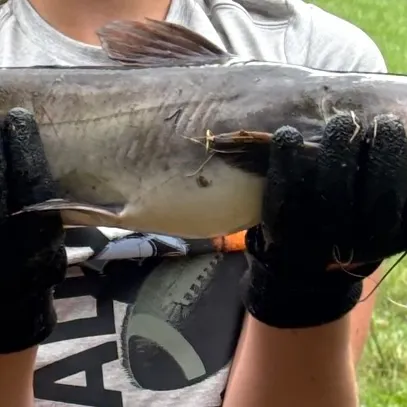 Channel catfish caught on Fishbrain