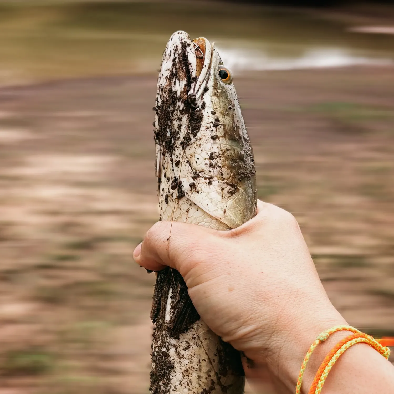 The most recent Striped snakehead catches on Fishbrain