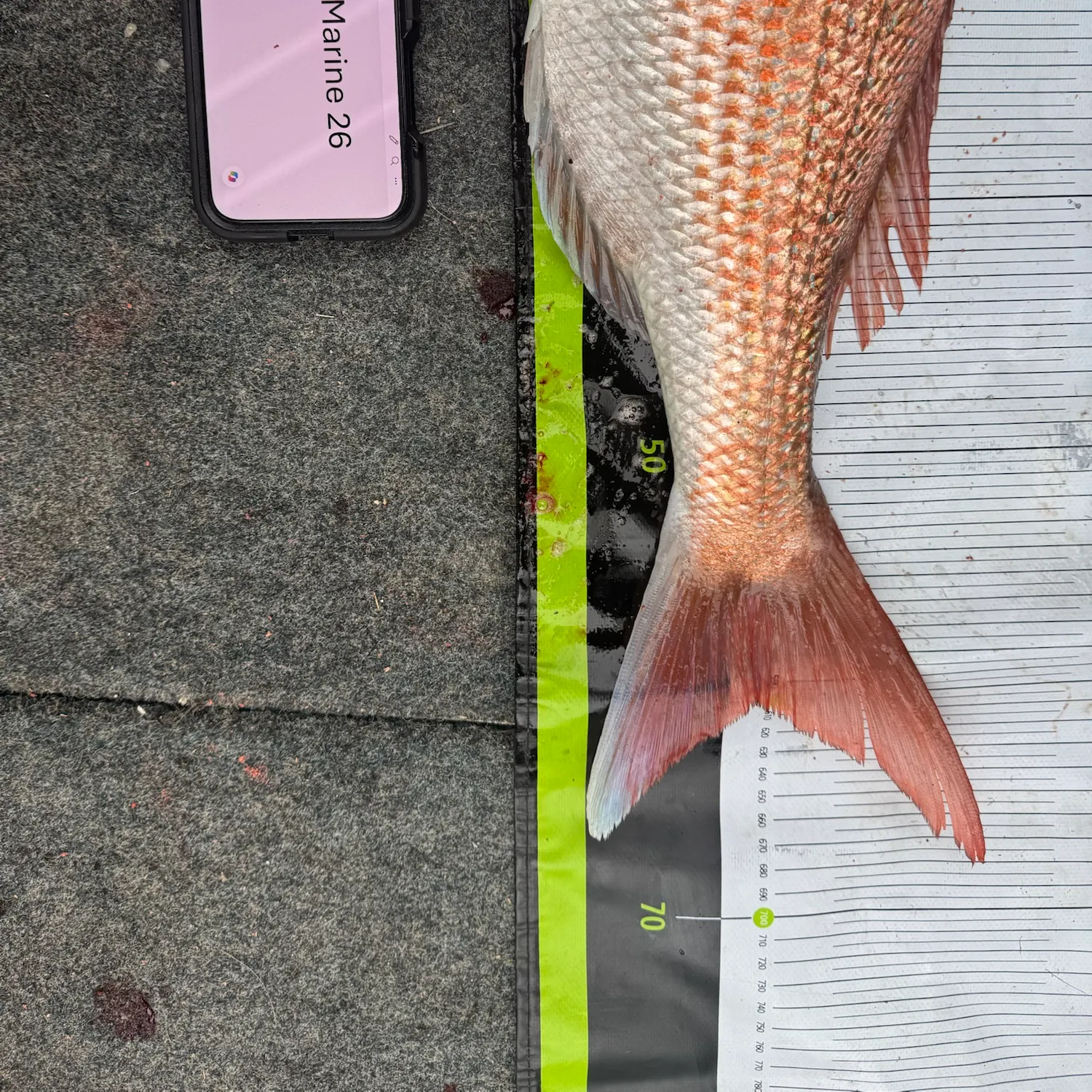 Fish caught on Fishbrain