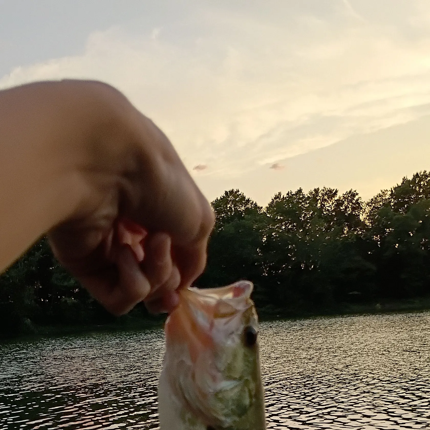 Fish caught on Fishbrain