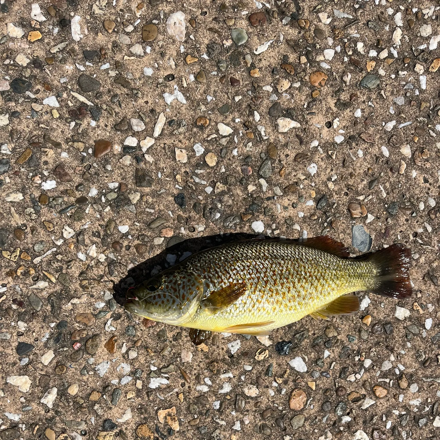The most recent Spangled perch catches on Fishbrain
